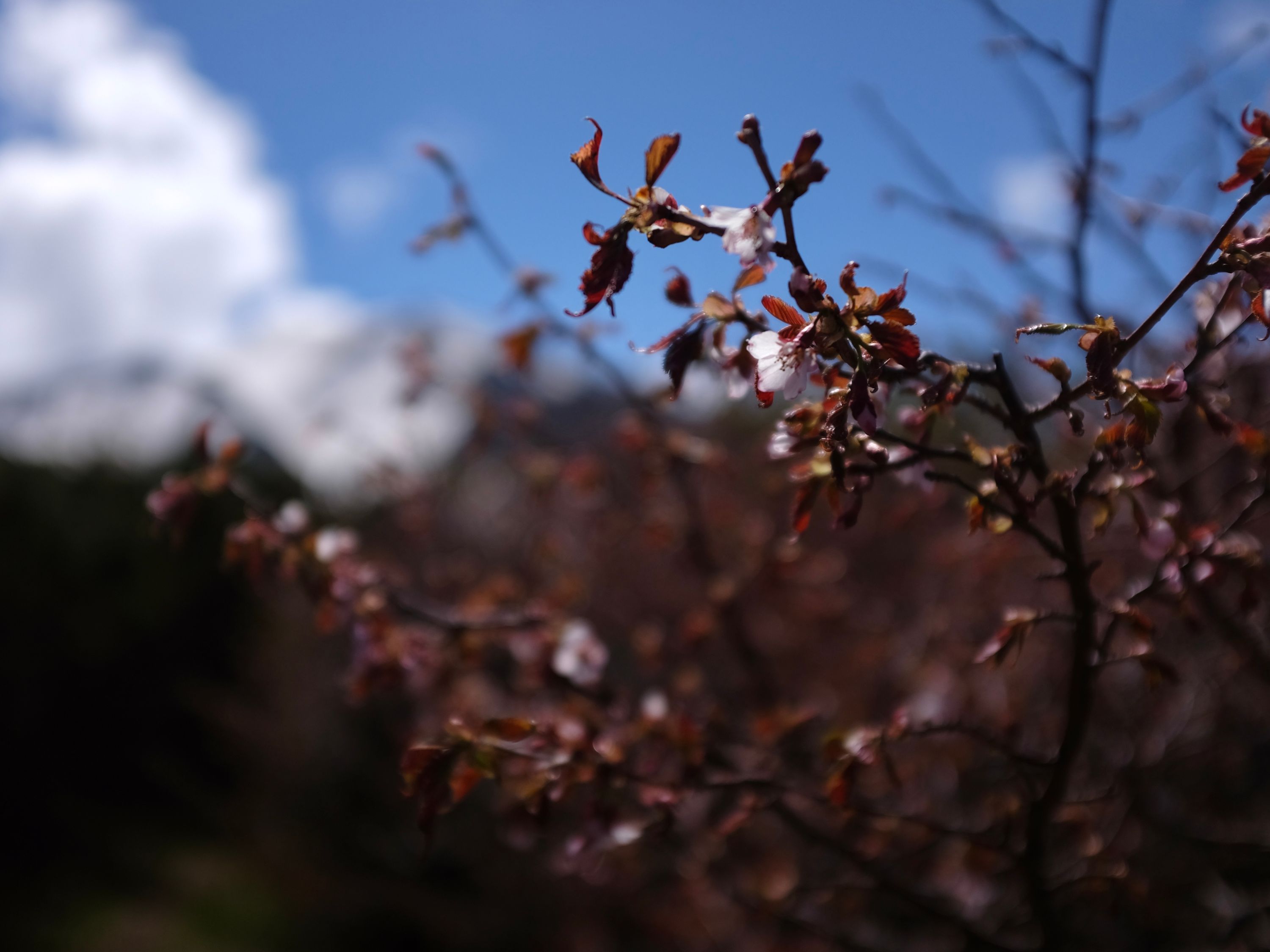 A cherry tree in bloom against the summit area of Hakusan and the blue sky.
