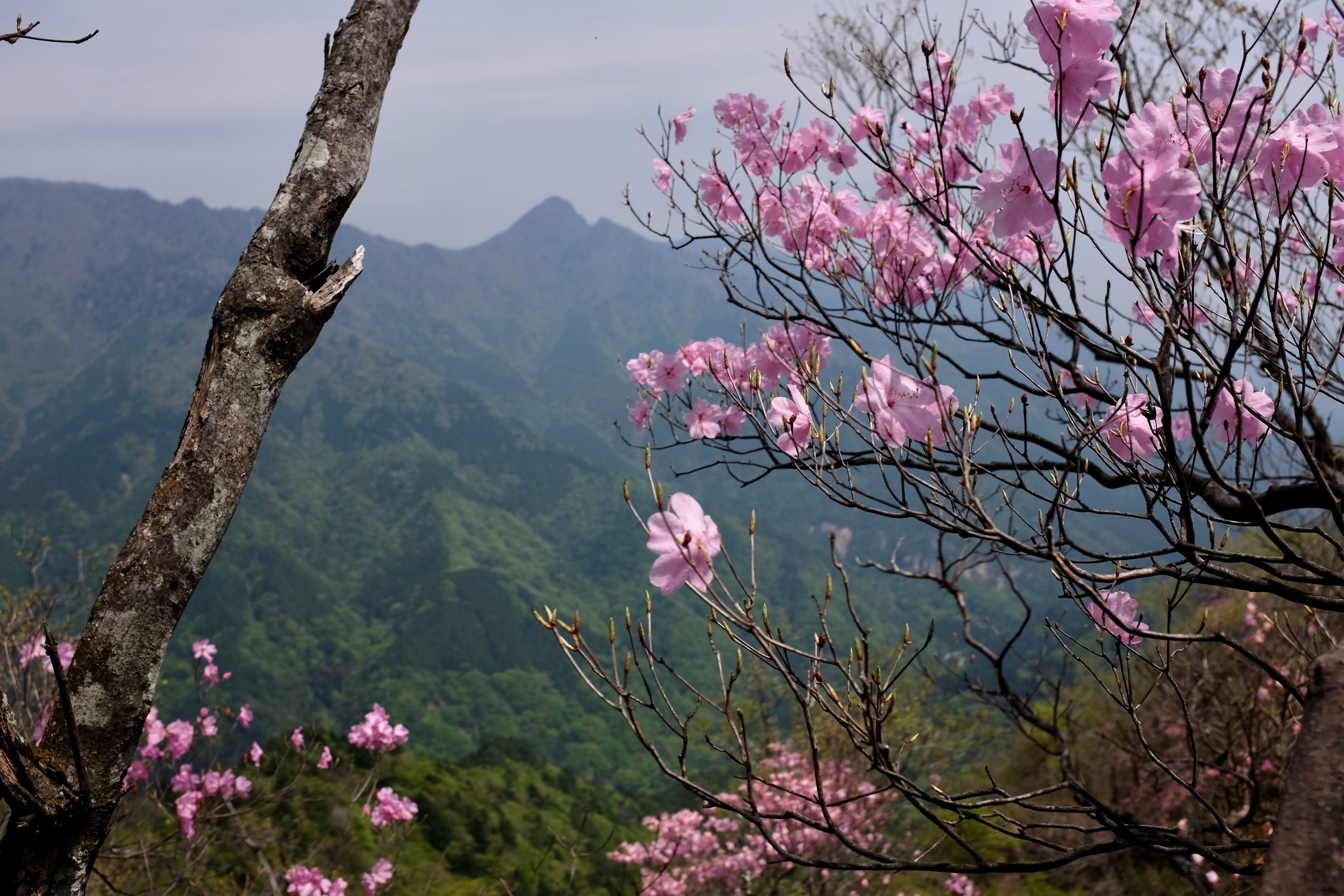 Yet another of the pink azalea trees.