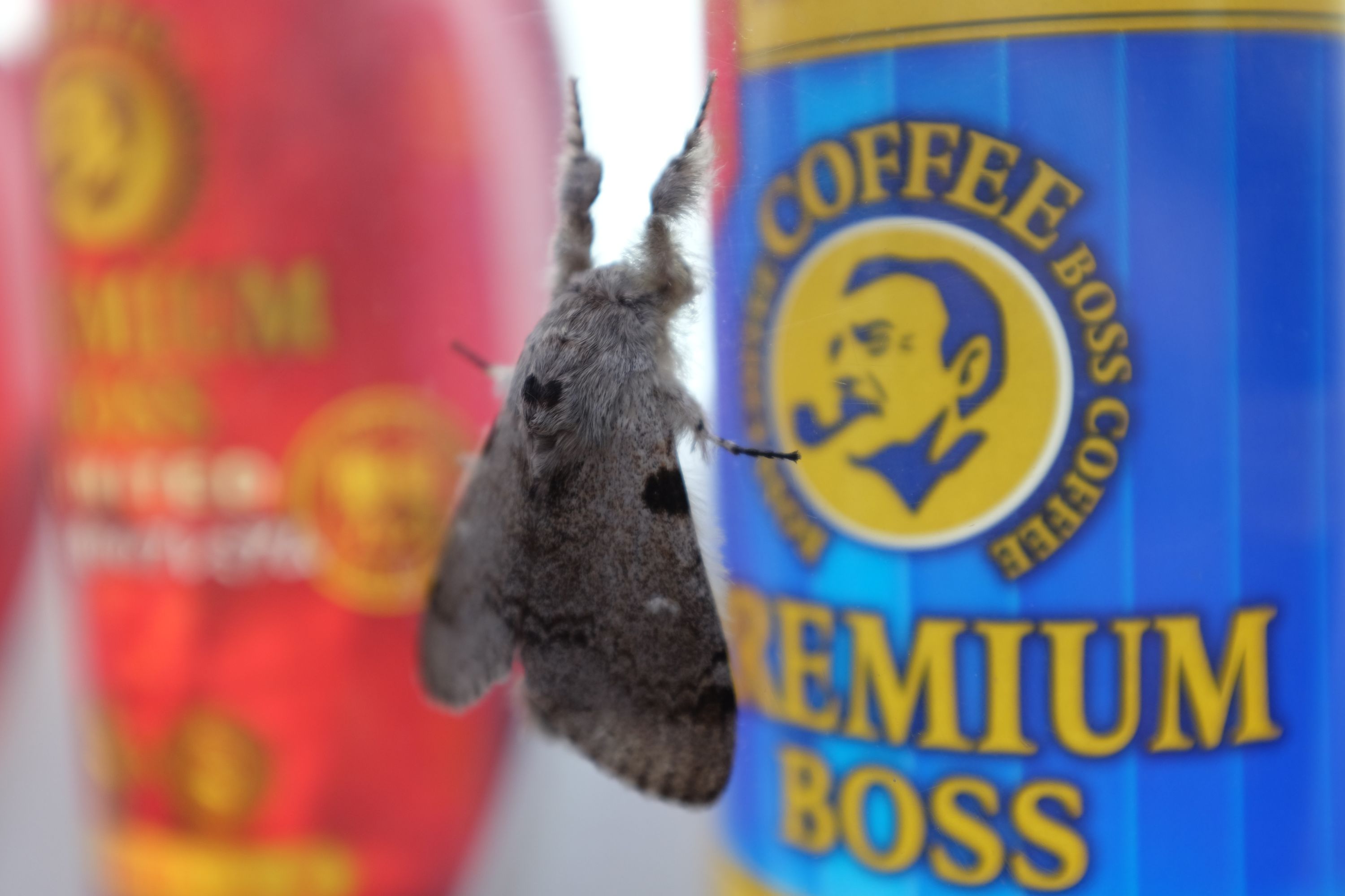 A moth on a vending machine looking at a can of Premium Boss coffee.