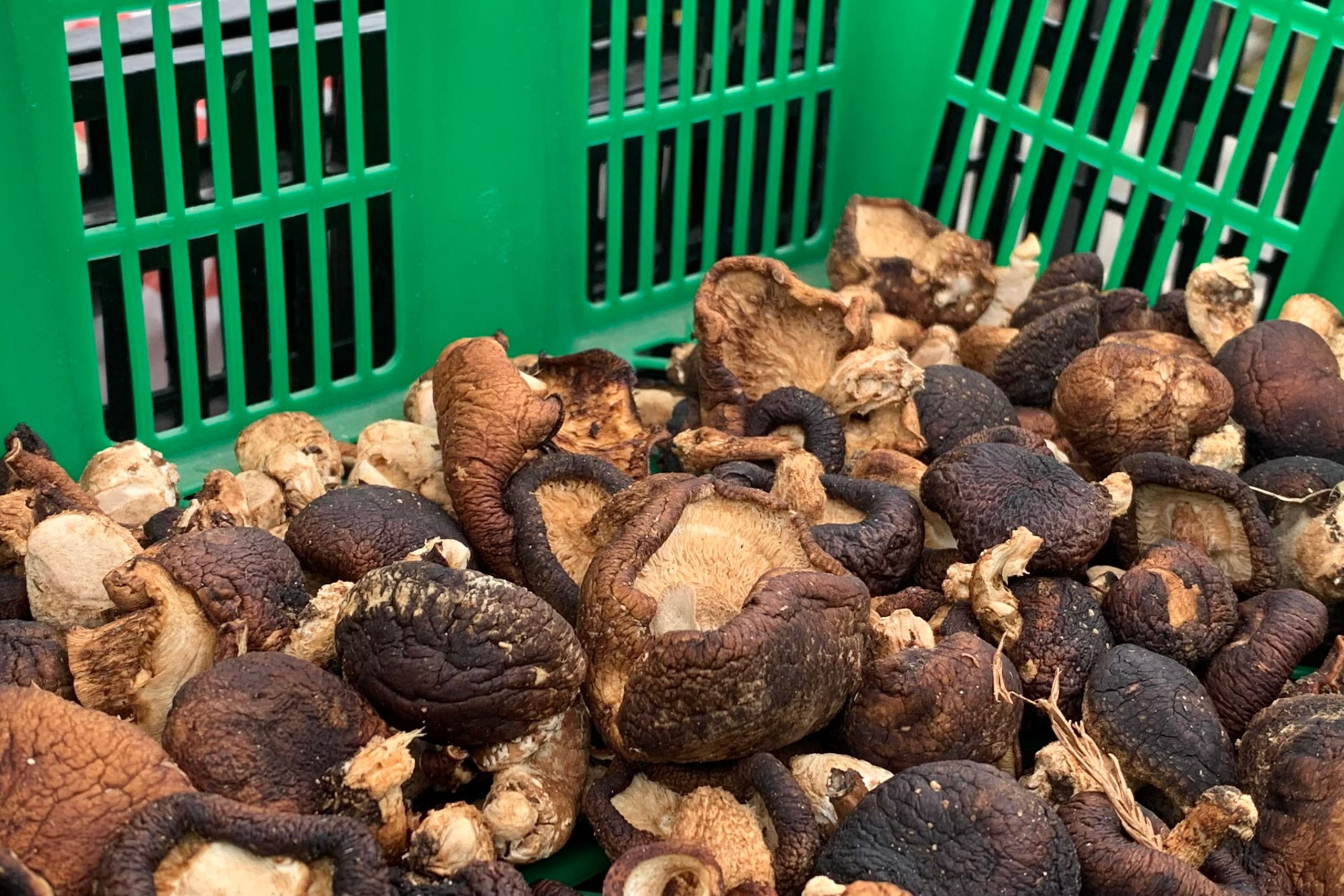 A green plastic basket filled with dried shiitake mushrooms.