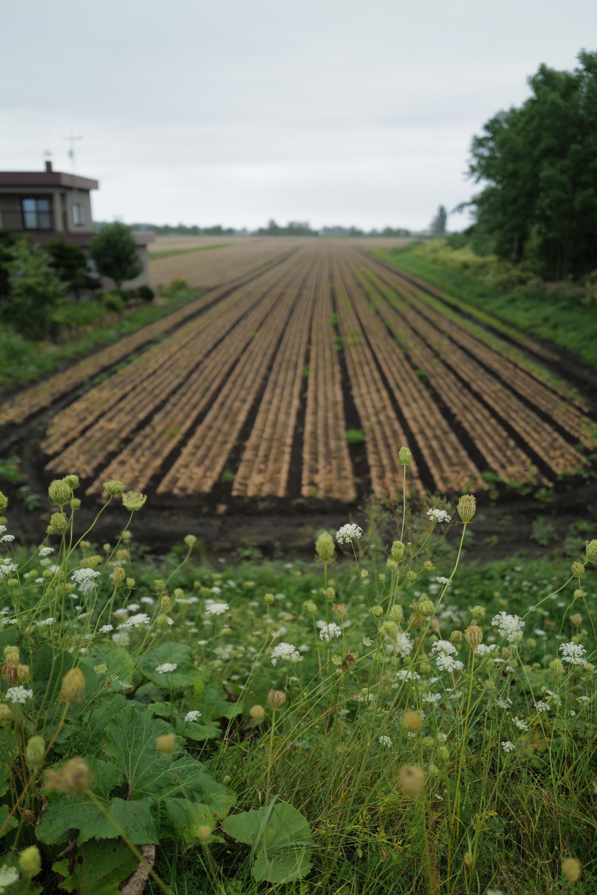 Similar rows of onions but seen from a distance