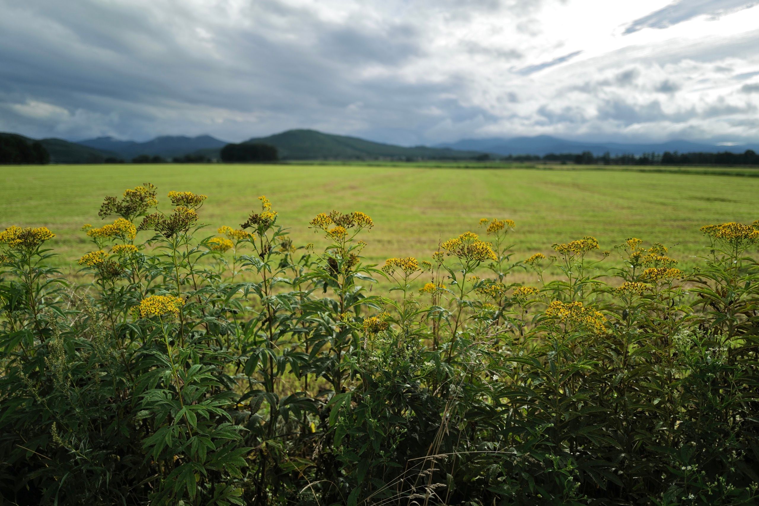 A yellow-green field after an afternoon shower