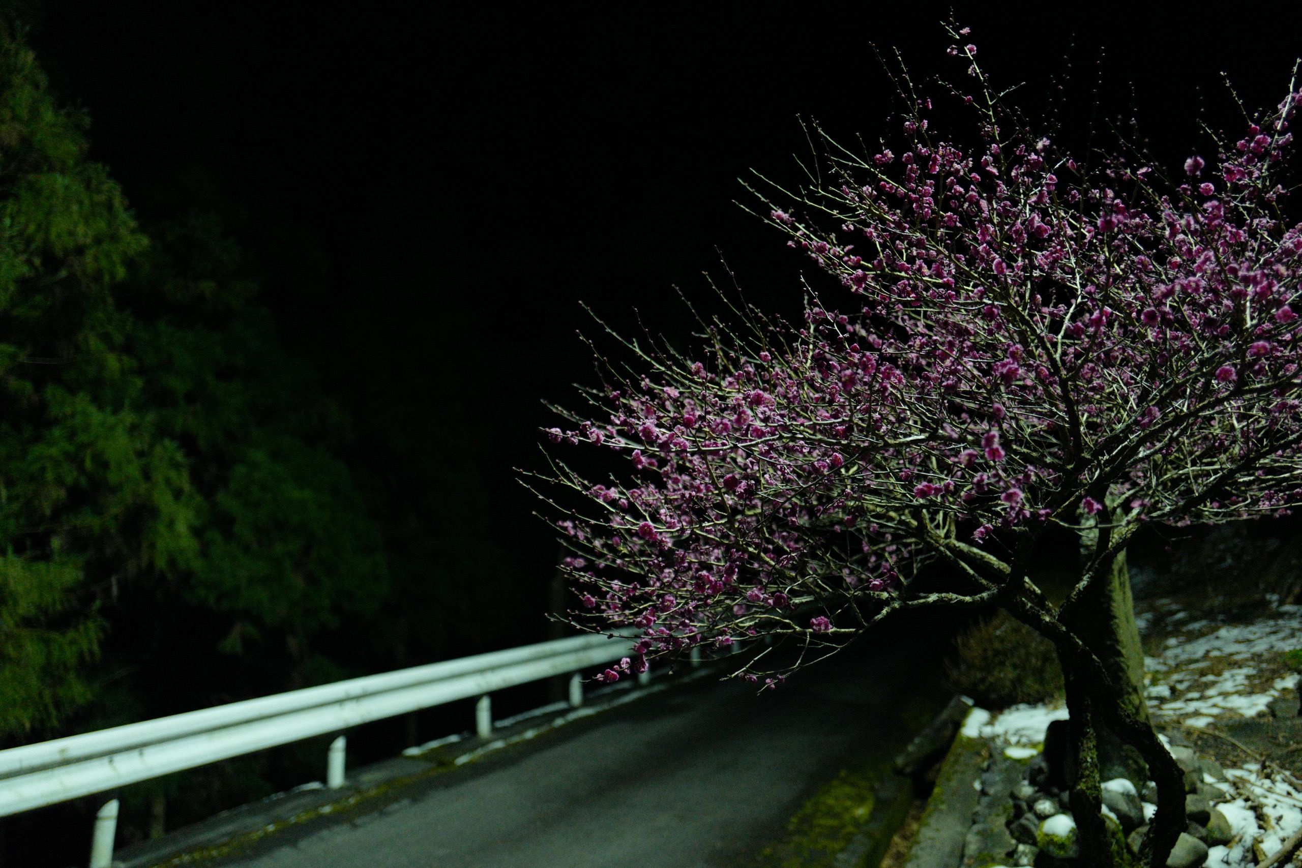 In the darkness, a plum tree is in full pink bloom while there is still snow on the ground.