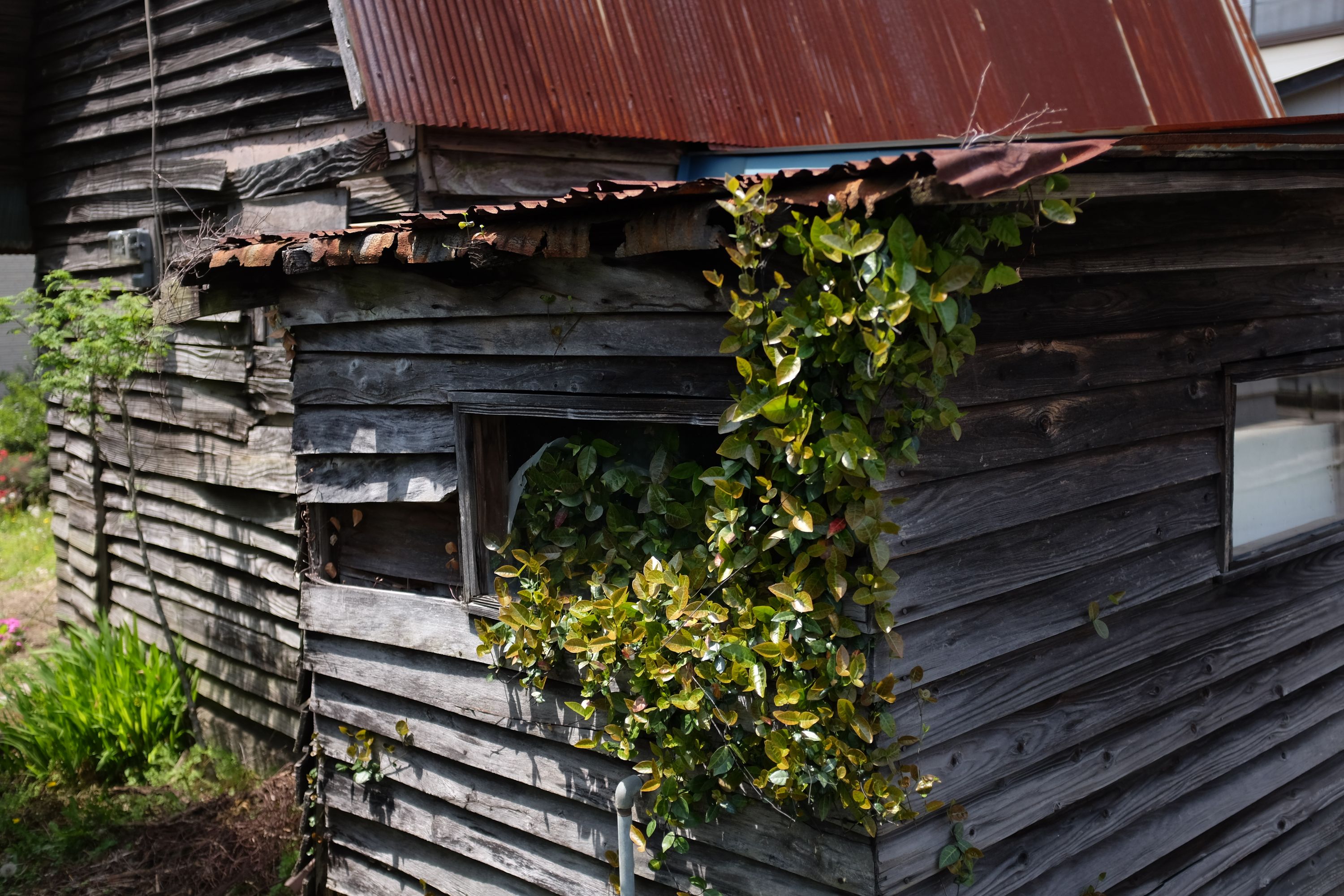 Plants grow from the window of an abandoned house.