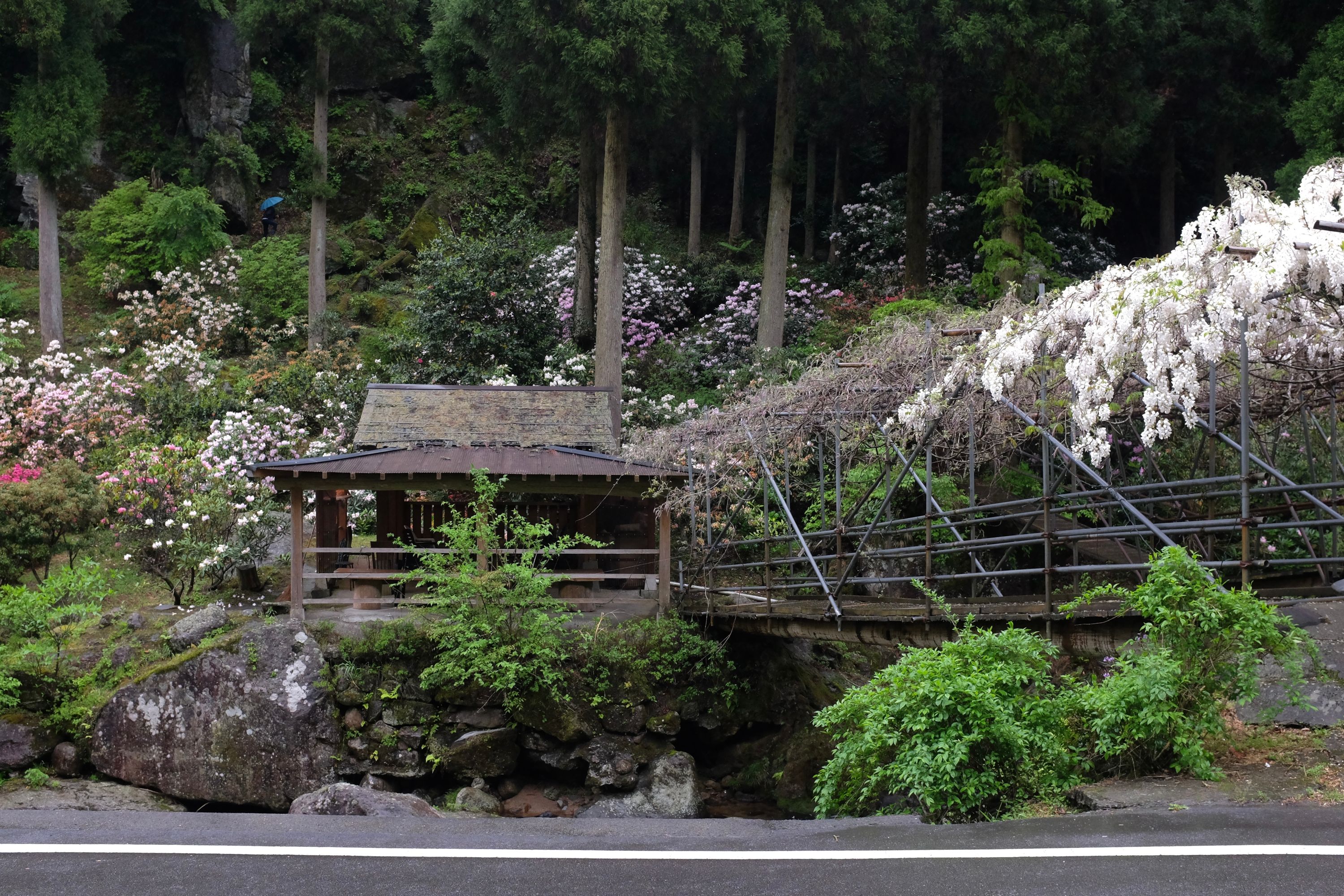 A bridge covered with white wisteria leads to a wooden rest house at the edge of a cedar forest.