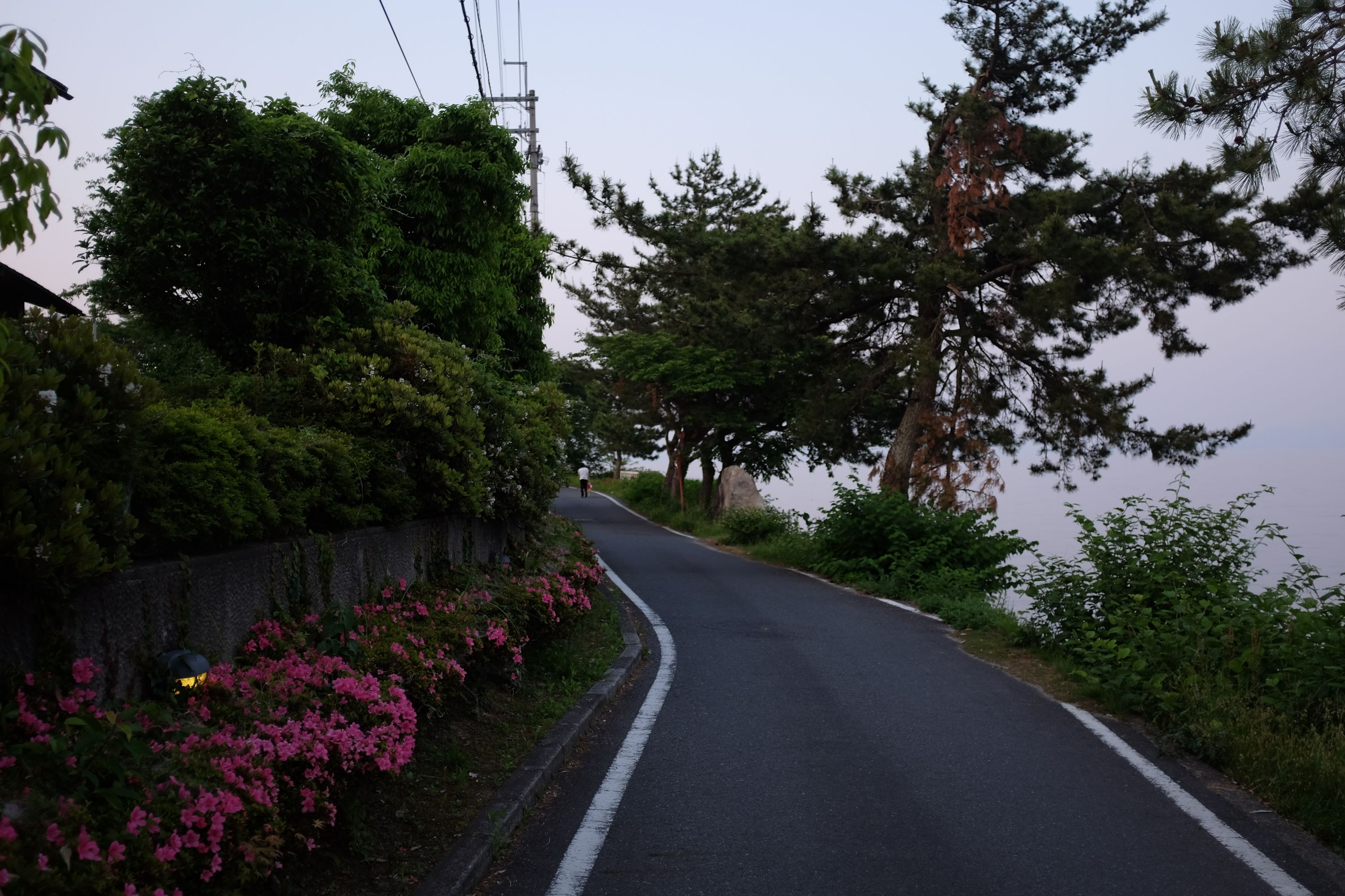 A narrow road lined with flowering azaleas runs by a lakeshore.