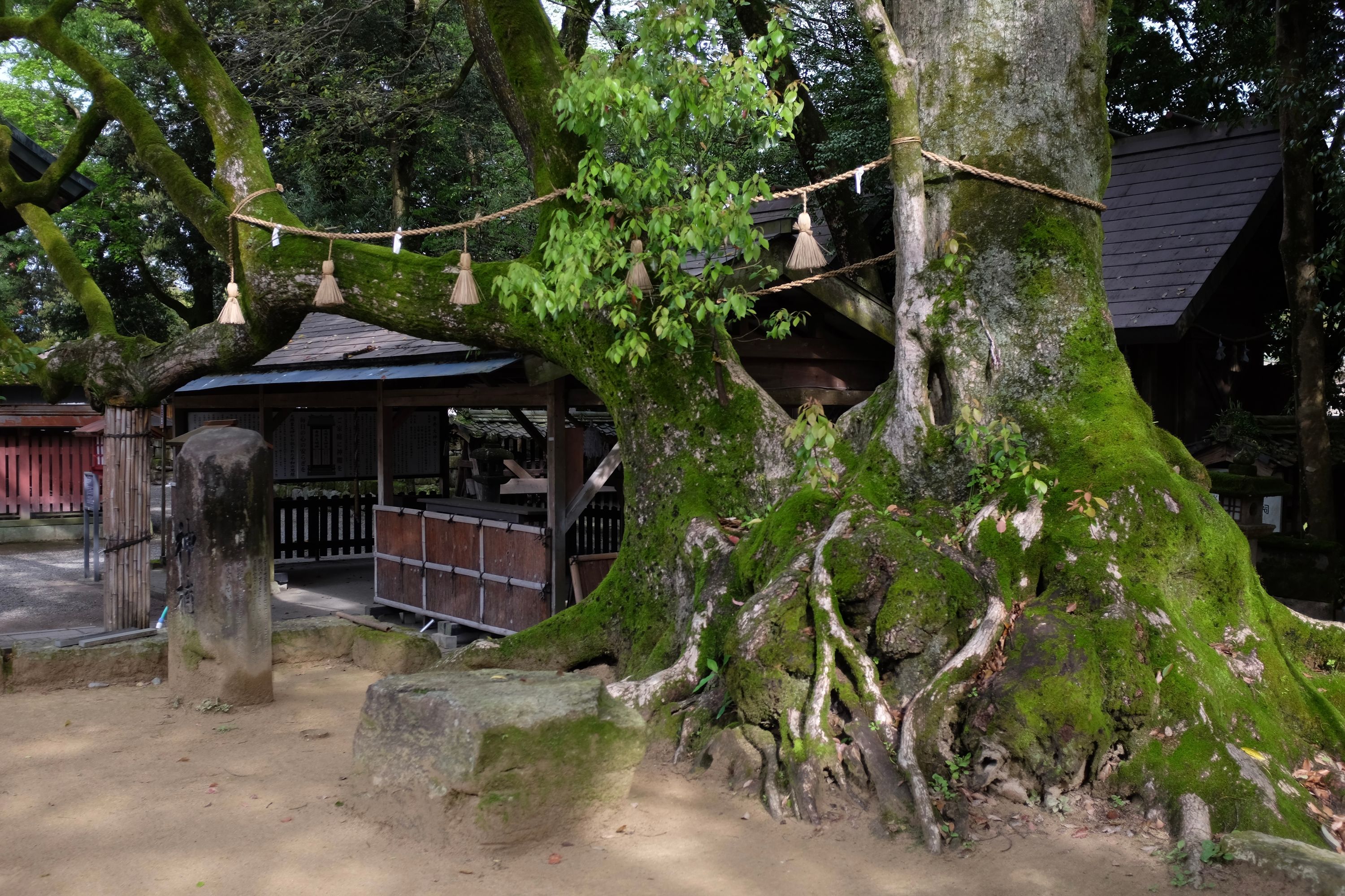 An enormous tree at the grounds of the same shrine.