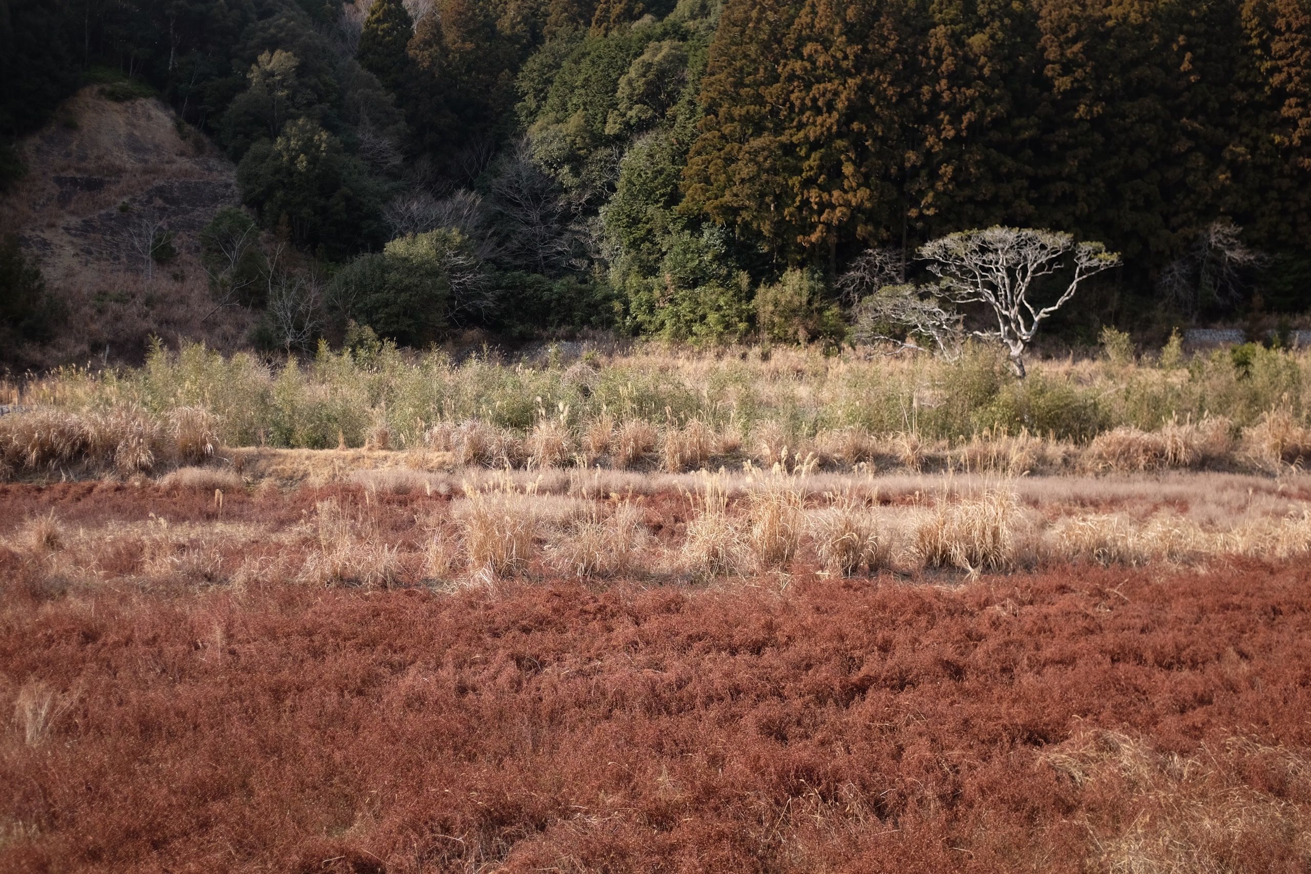 Late winter fields in many shades of brown and russet.