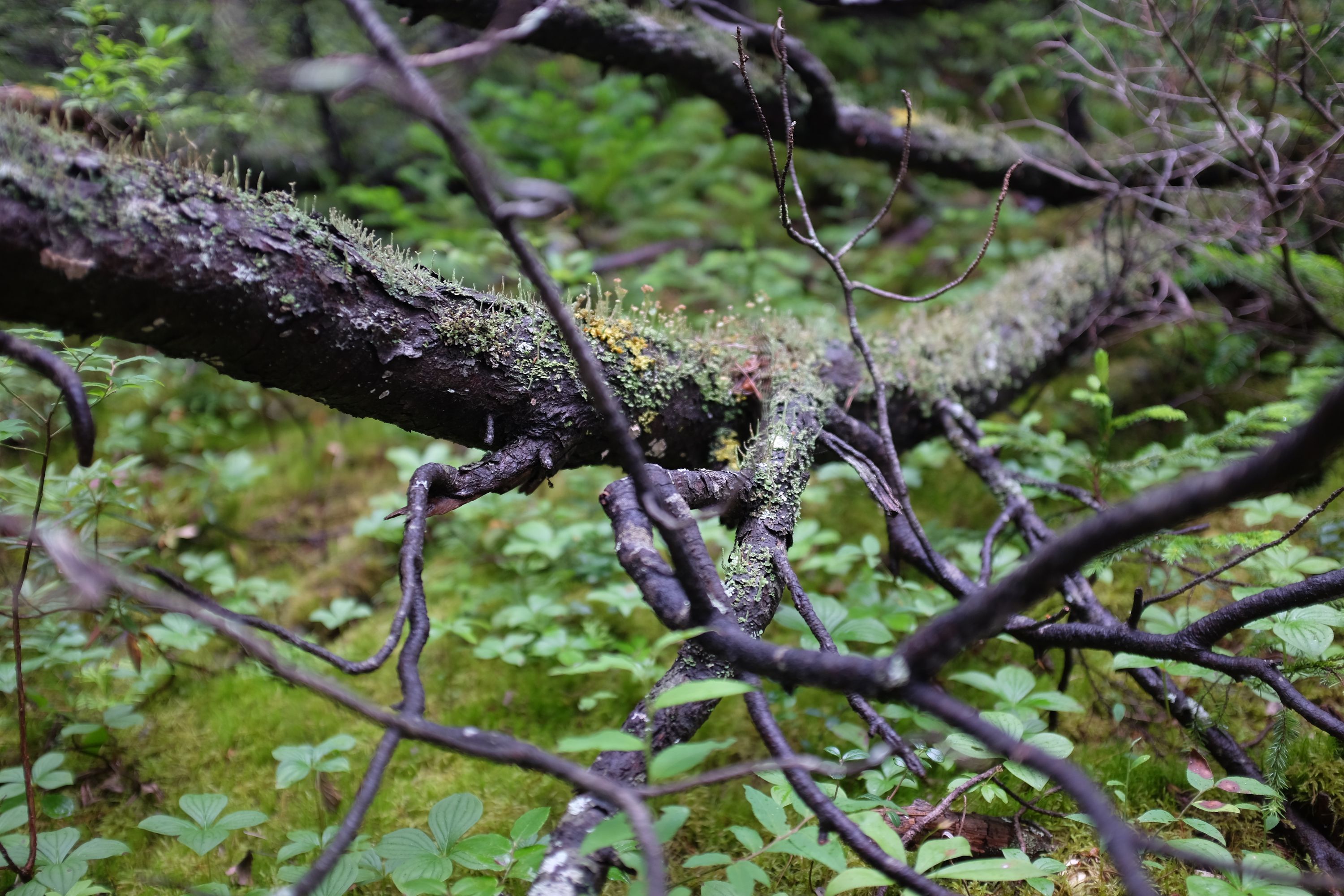 Tiny fungi growing on a black tree trunk.