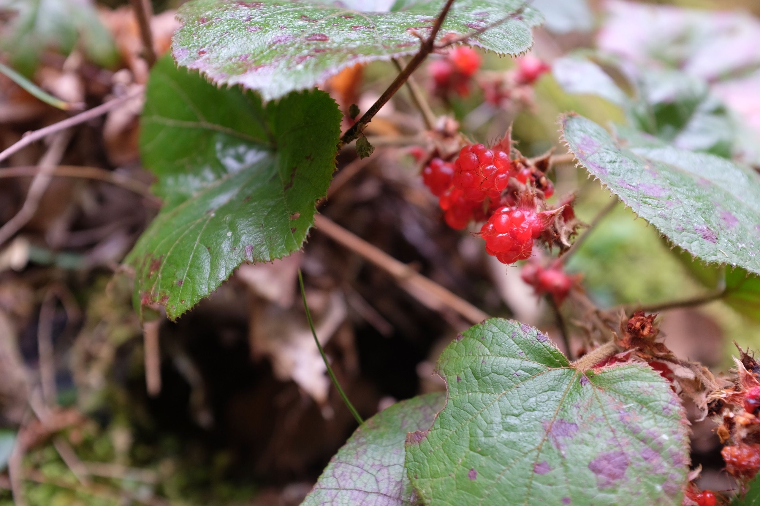 Closeup of raspberry-like berries.