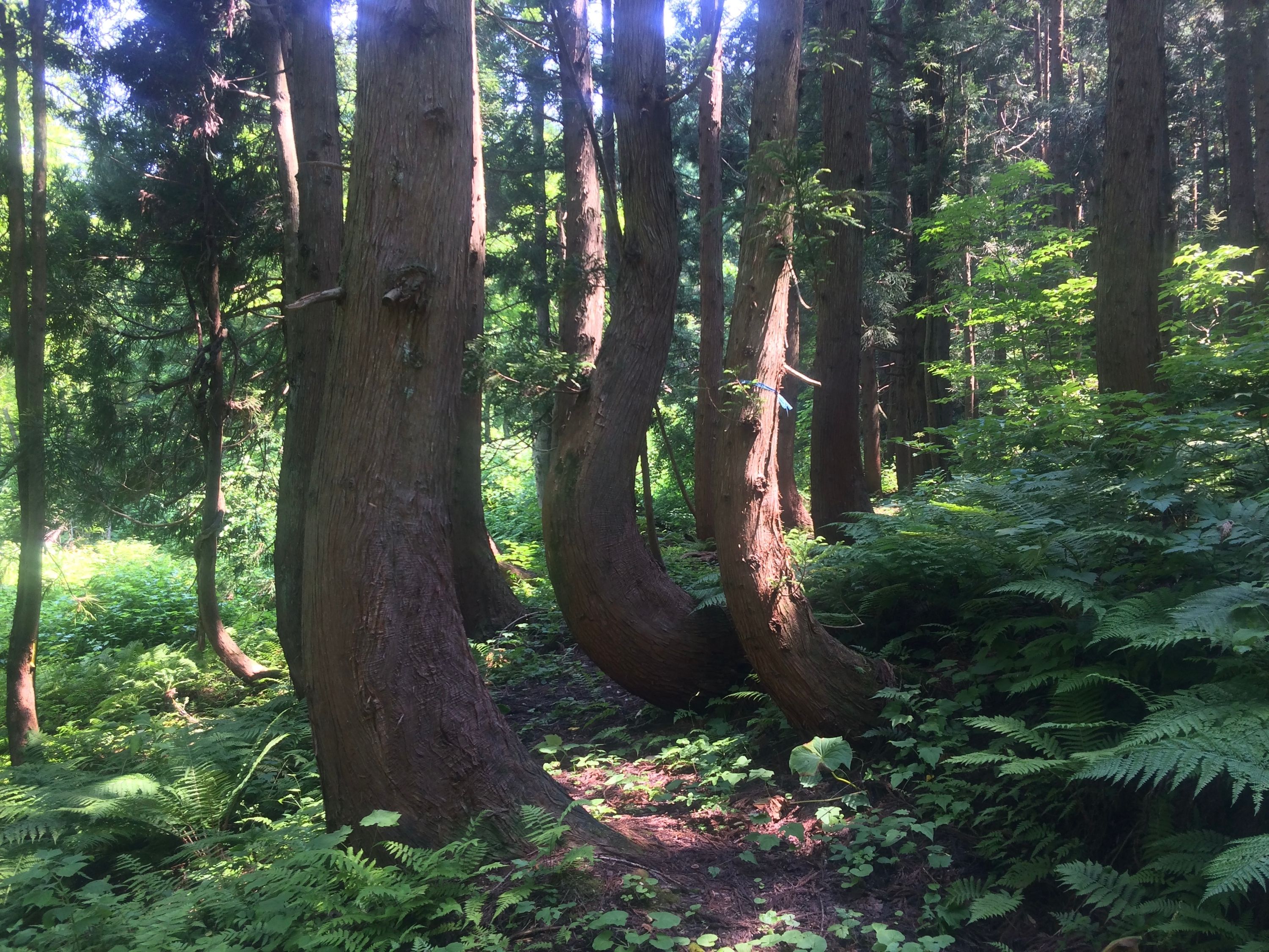 A cluster of cedars with curved trunks in a sunny forest.