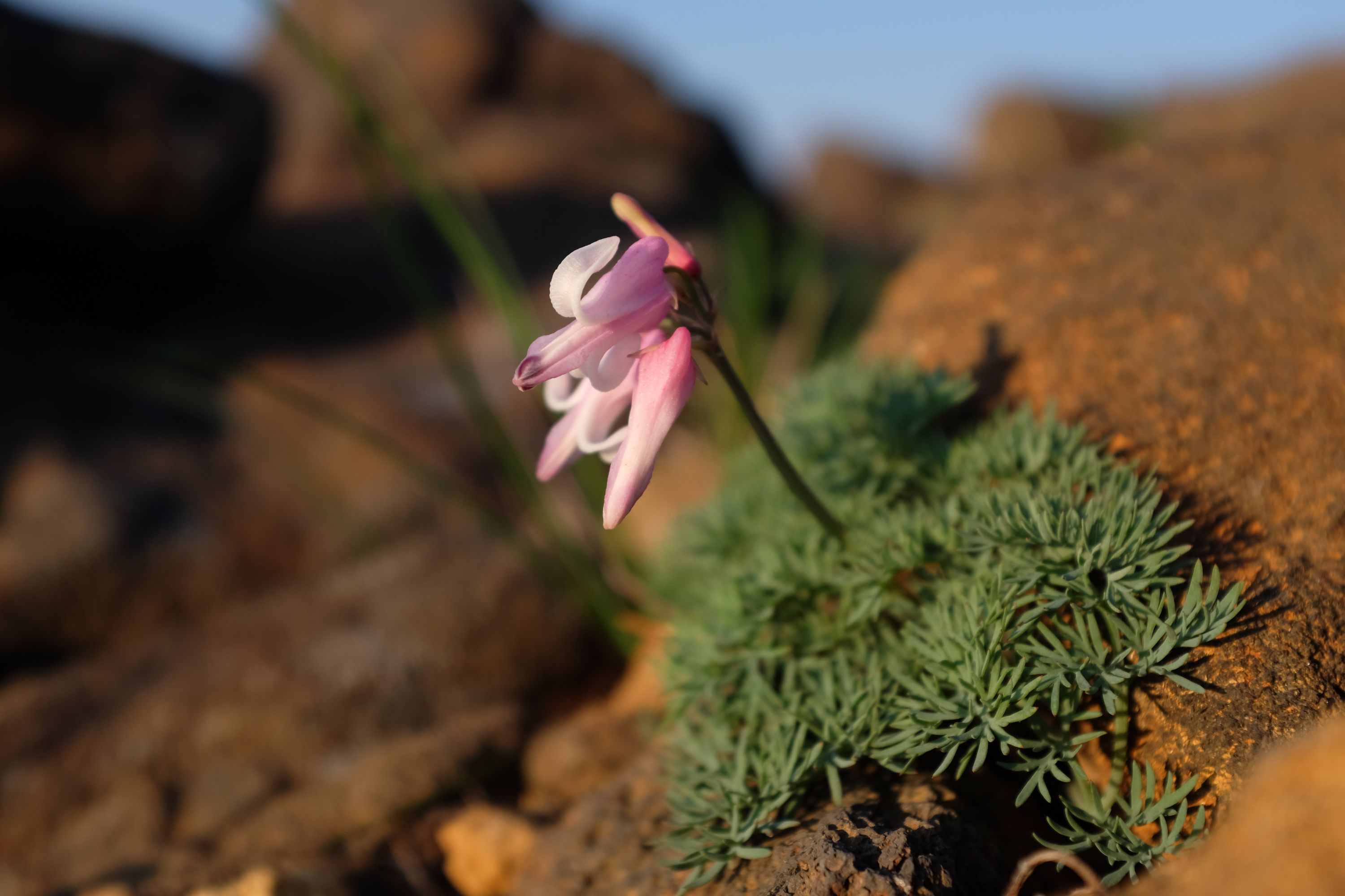 Komakusa, a pink flower, growing on volcanic scree.