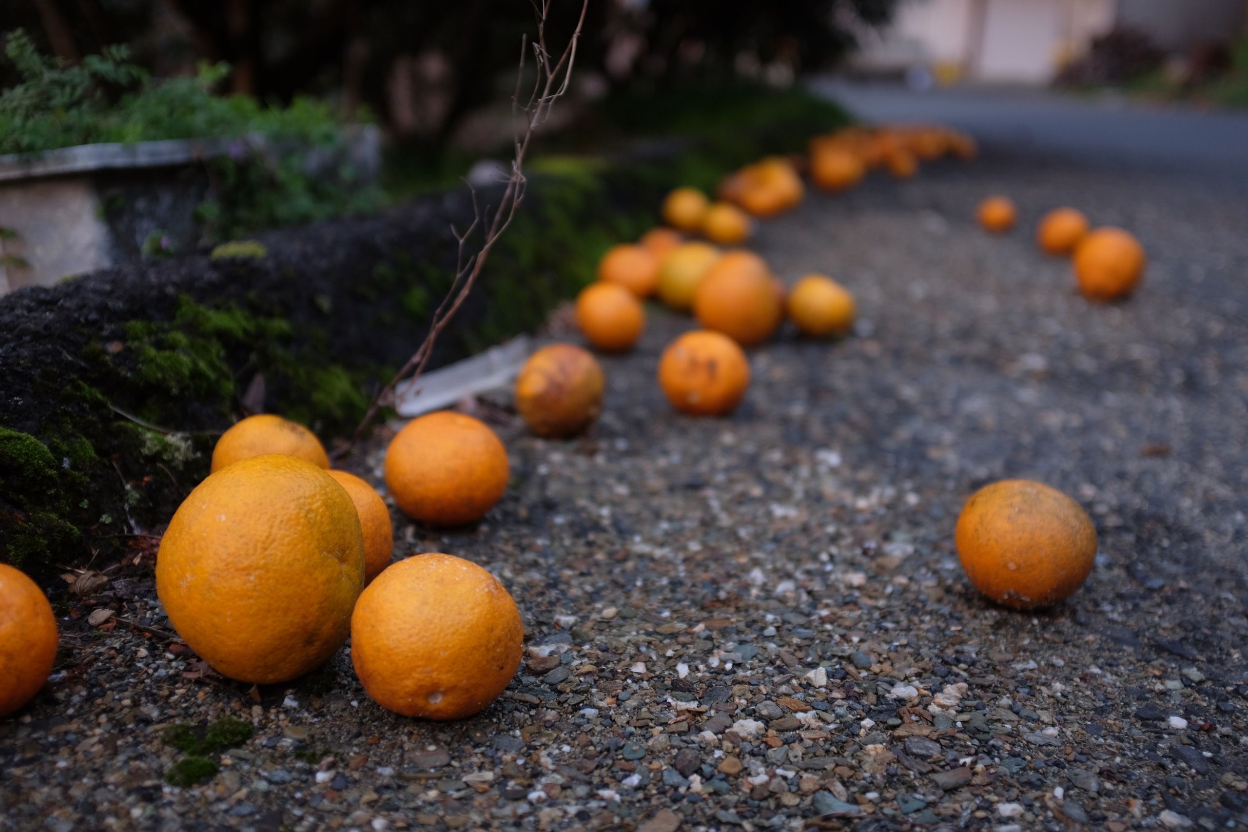 A line of fallen oranges at the edge of an asphalt road.
