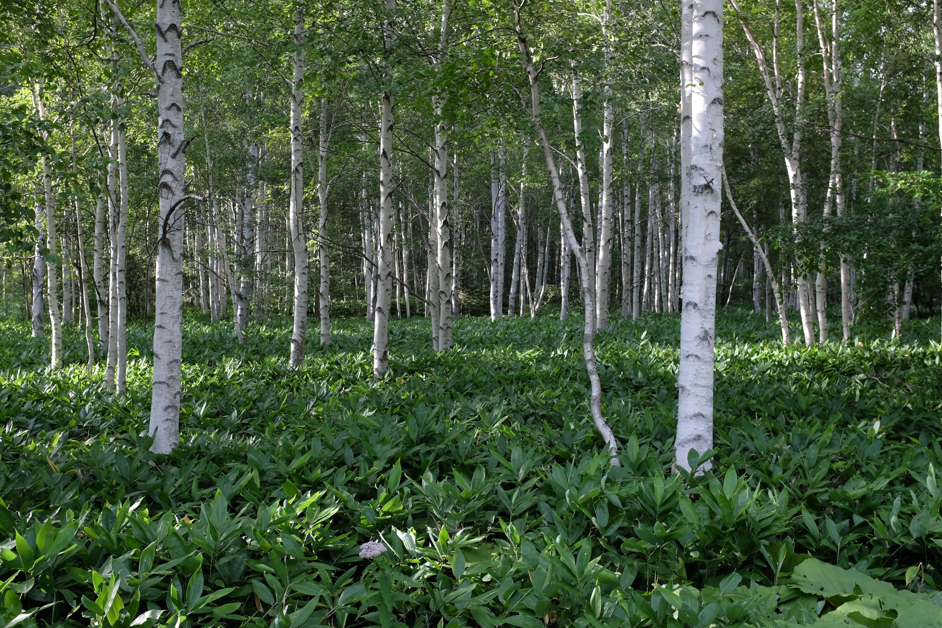 A birch forest with an undergrowth of bamboo grass.