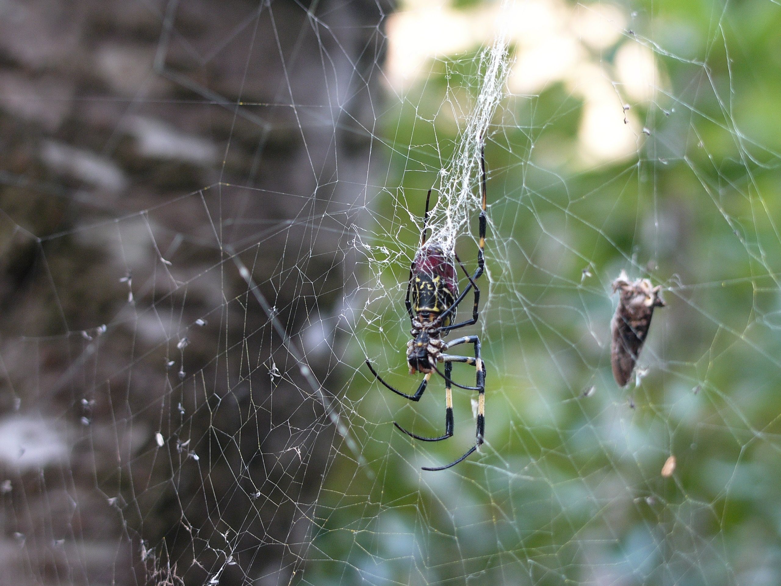 A large red and yellow spider in its net.