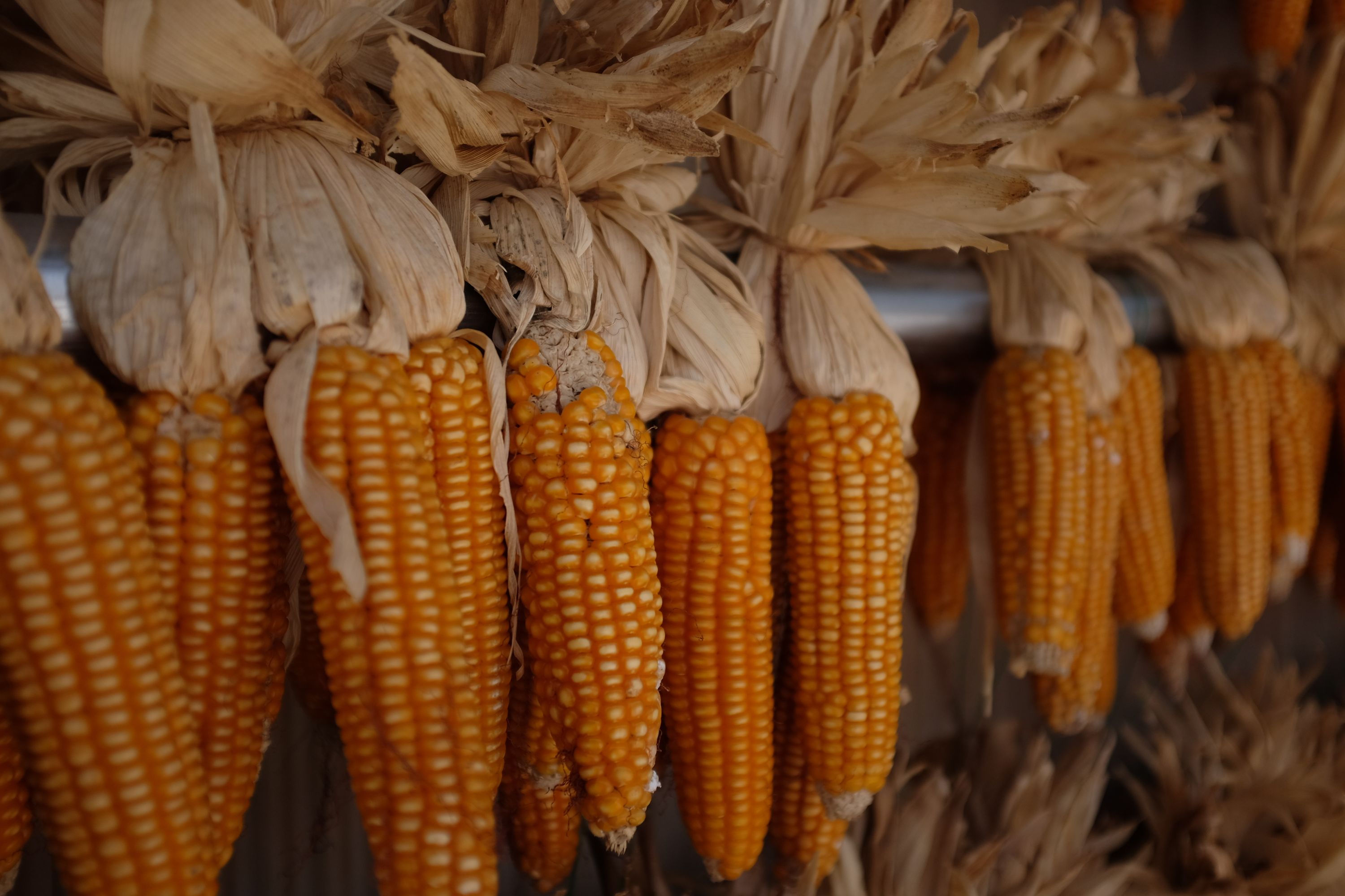 Ears of corn drying on a pole.