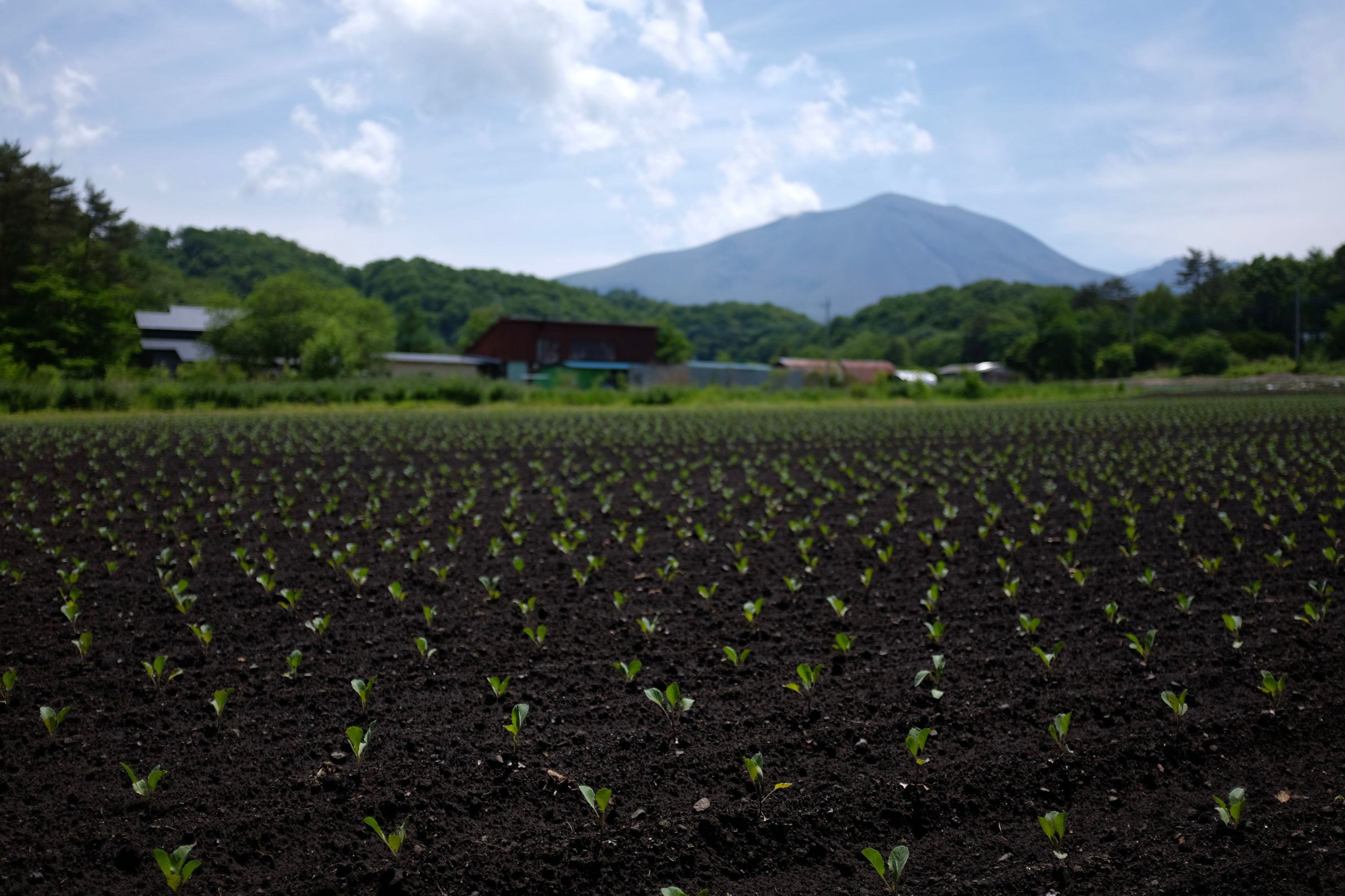 A big volcano, Mount Asama, behind a field with freshly sprouted plants.