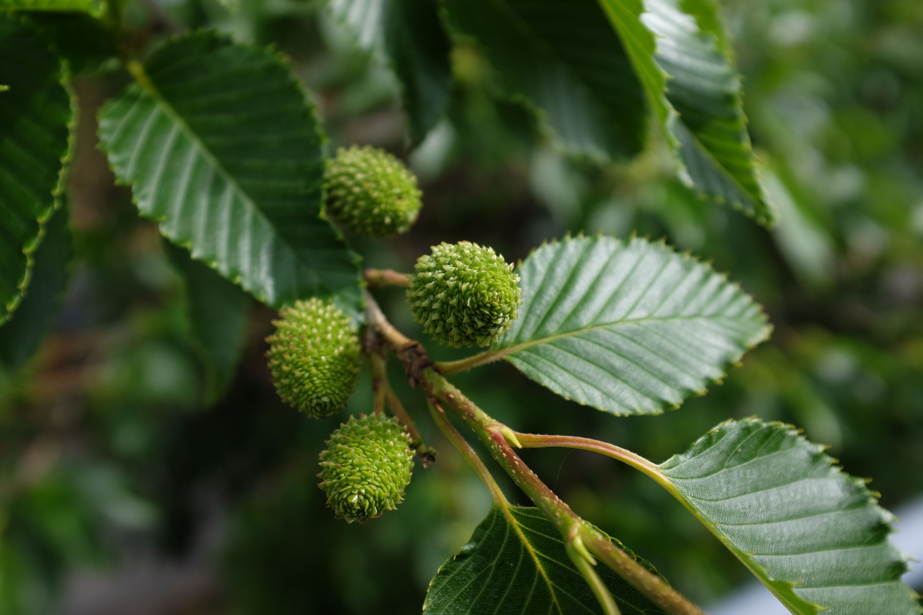 Bright green catkings on the branch of an alder.