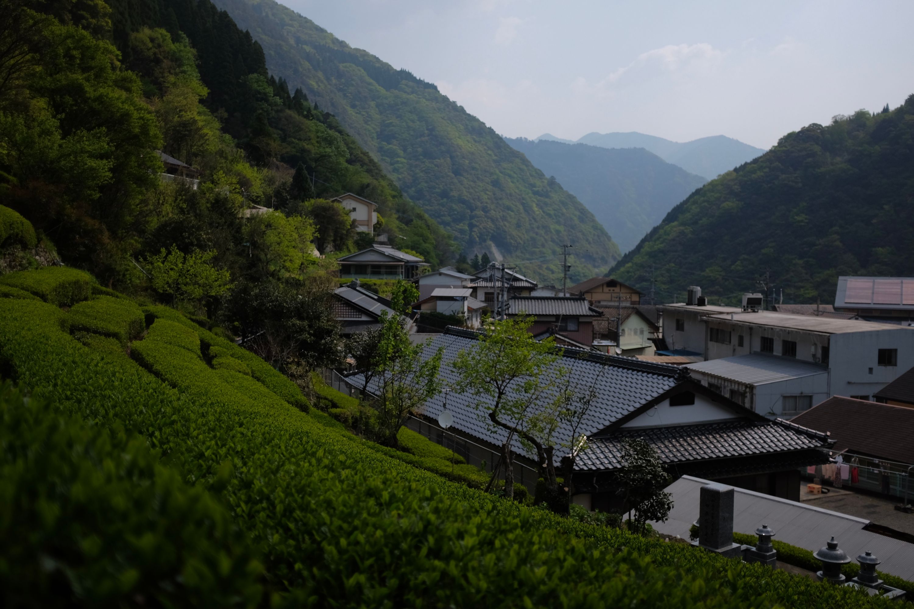 Looking out over tea bushes in the back yard of a house at a village and the hills beyond it.