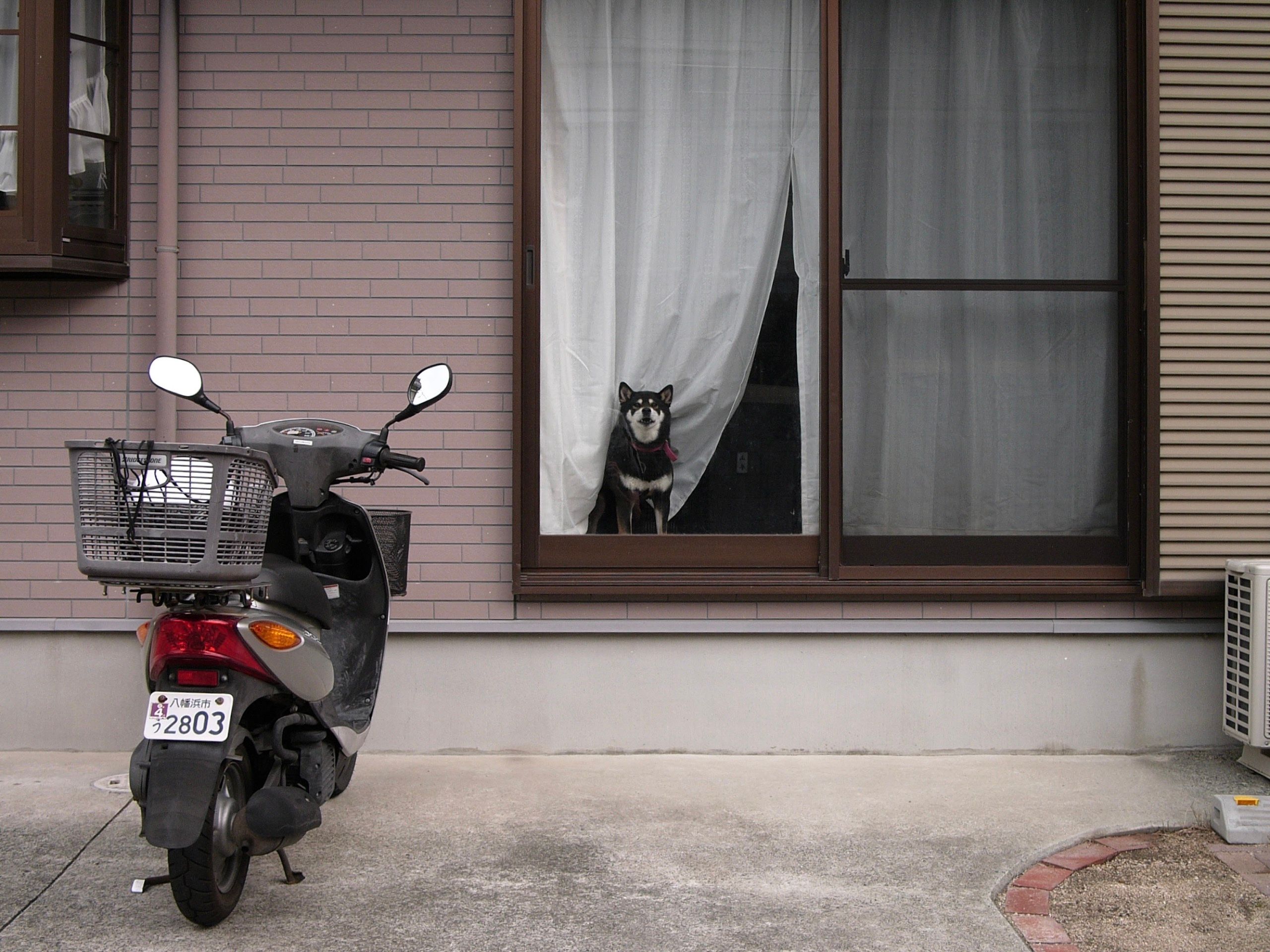 A dog stands in a window with a scooter parked outside.