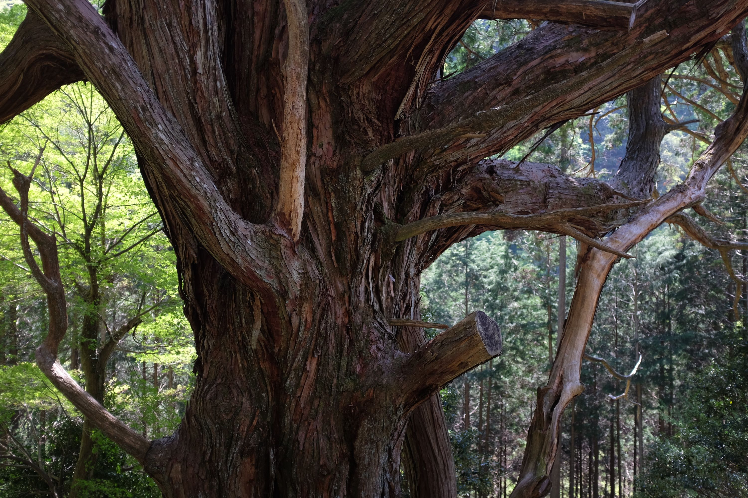 Branches of a huge Japanese cypress tree.