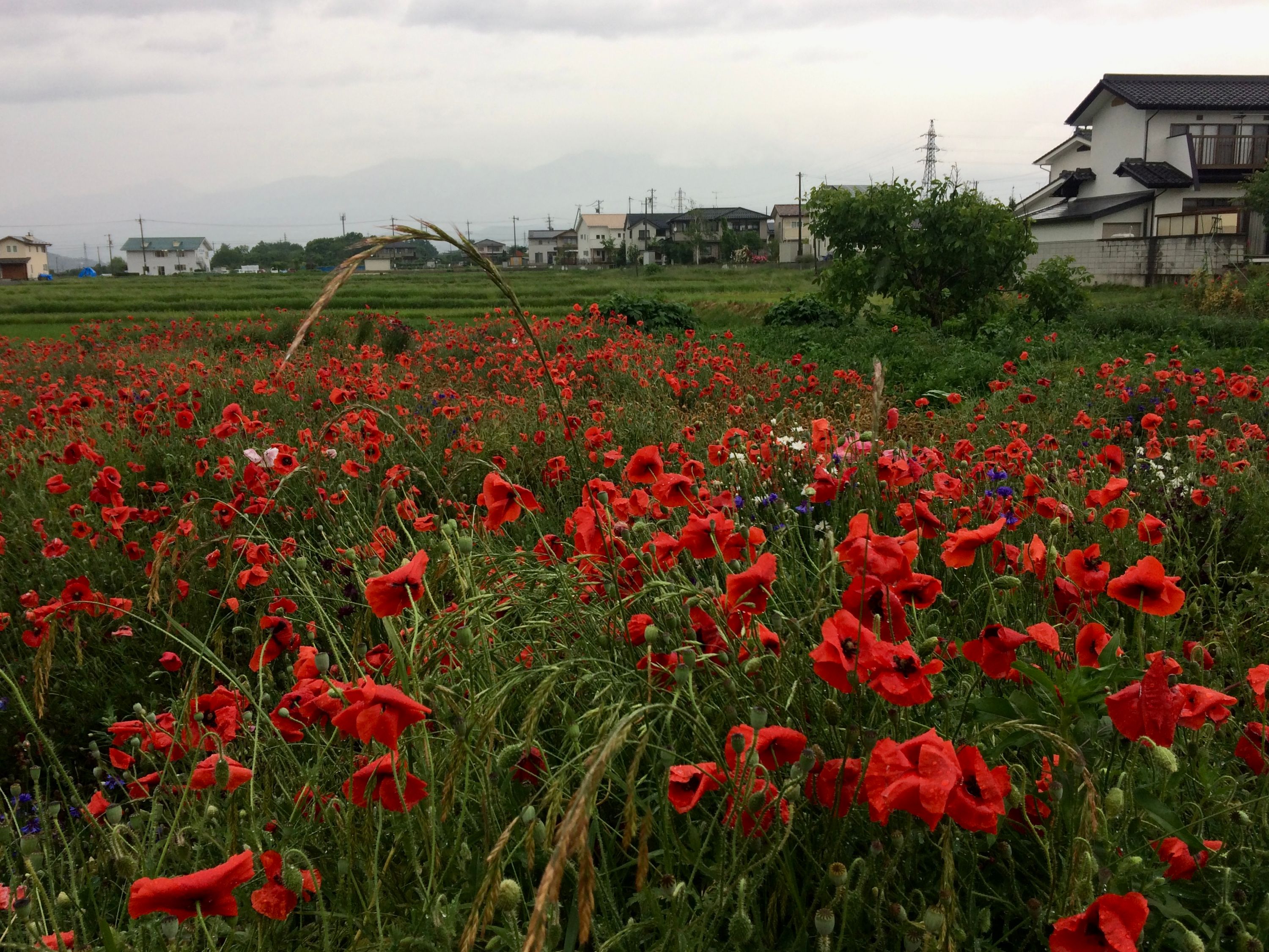 Rain-soaked poppies in a field between houses.