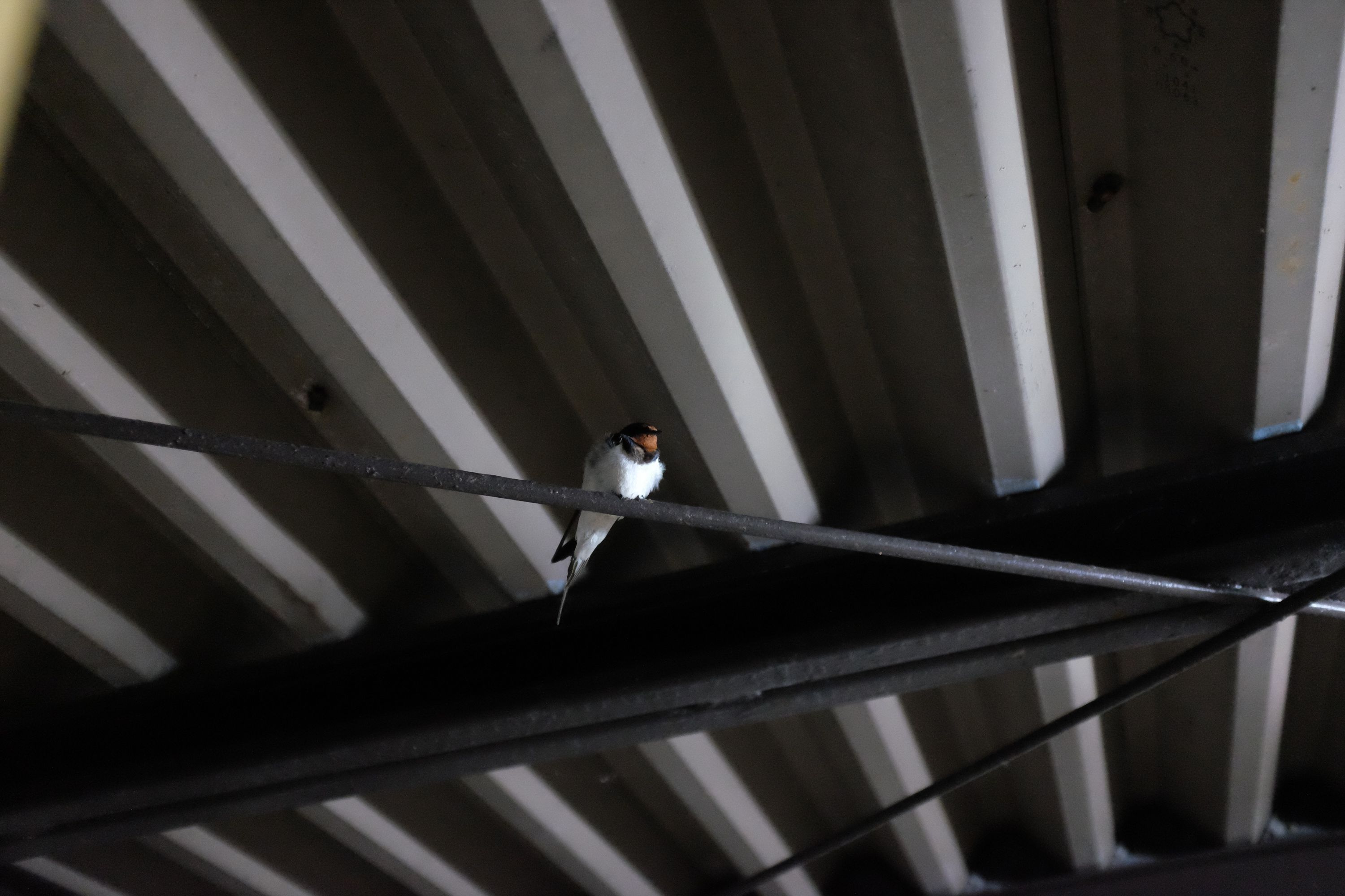 A barn swallow perched on an iron rod under a corrugated metal ceiling, the light looks artificial and implies that it’s at night.