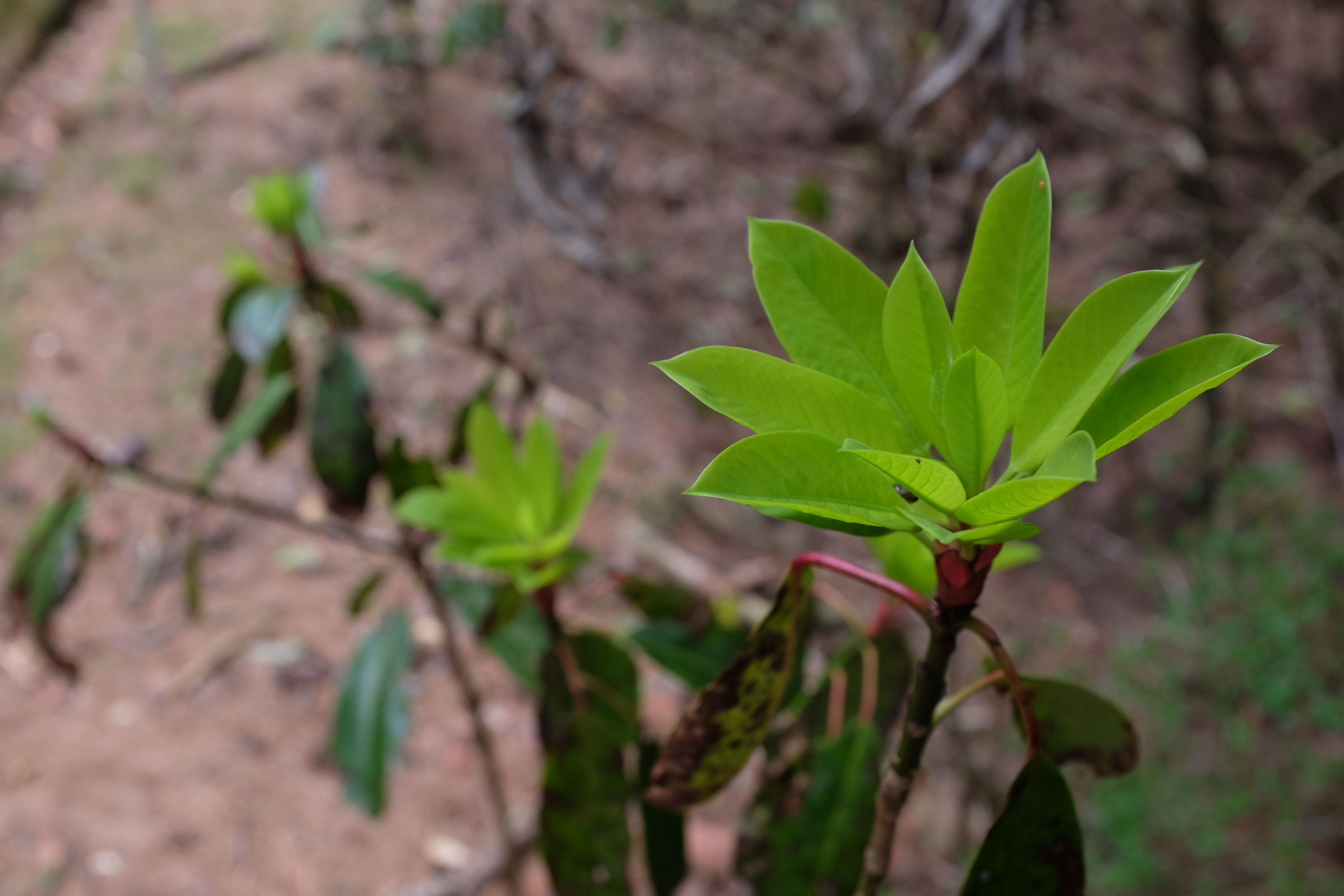 Closeup of the bright green new shoots of a plant.