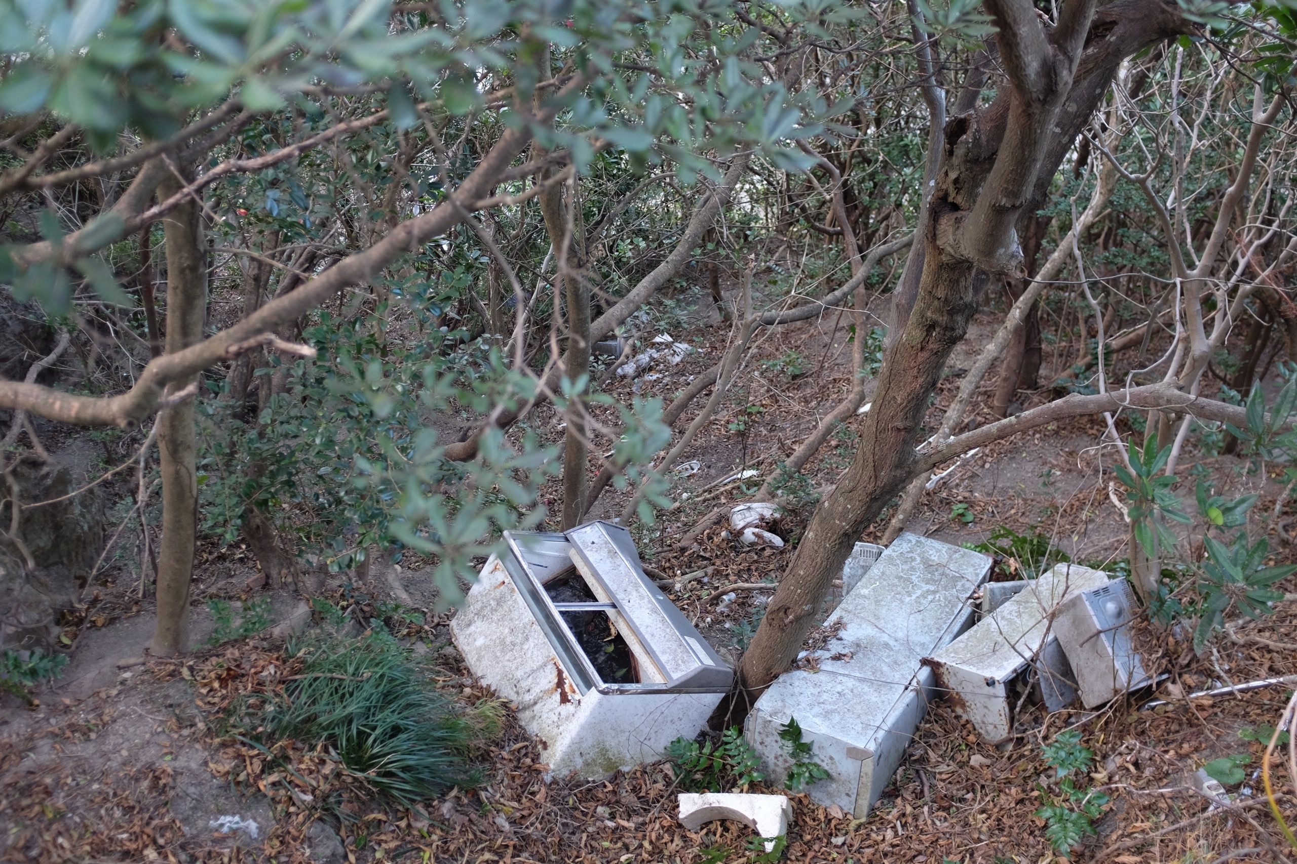 Discarded appliances litter the undergrowth.