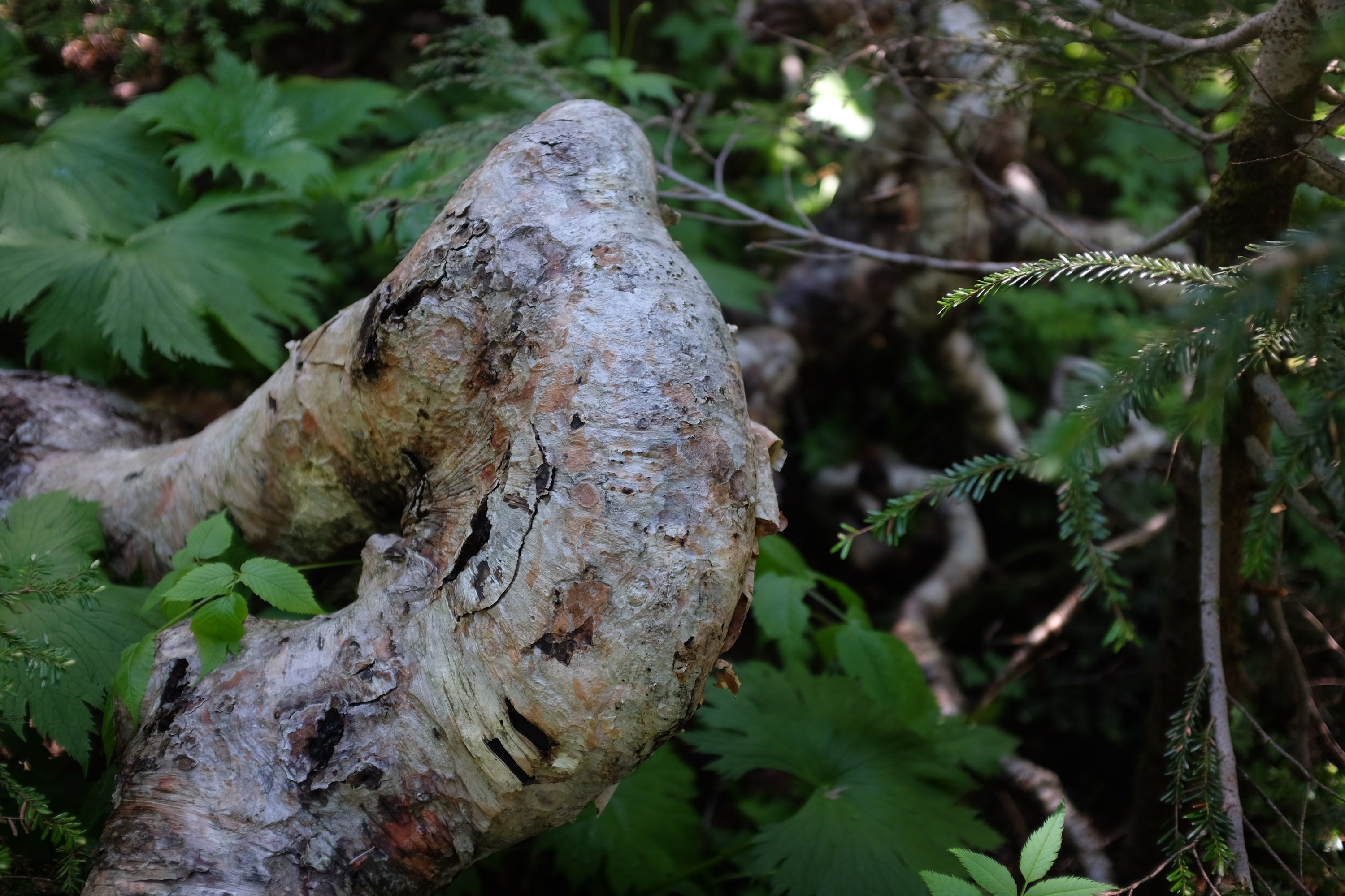 The trunk of a birch making a 180-degree turn.