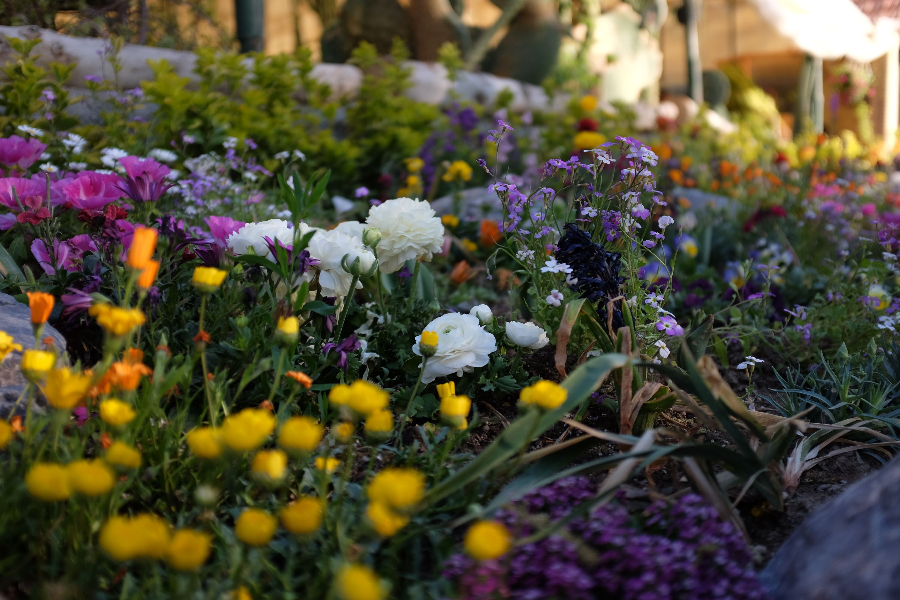 Closeup of lots of colorful flowers.