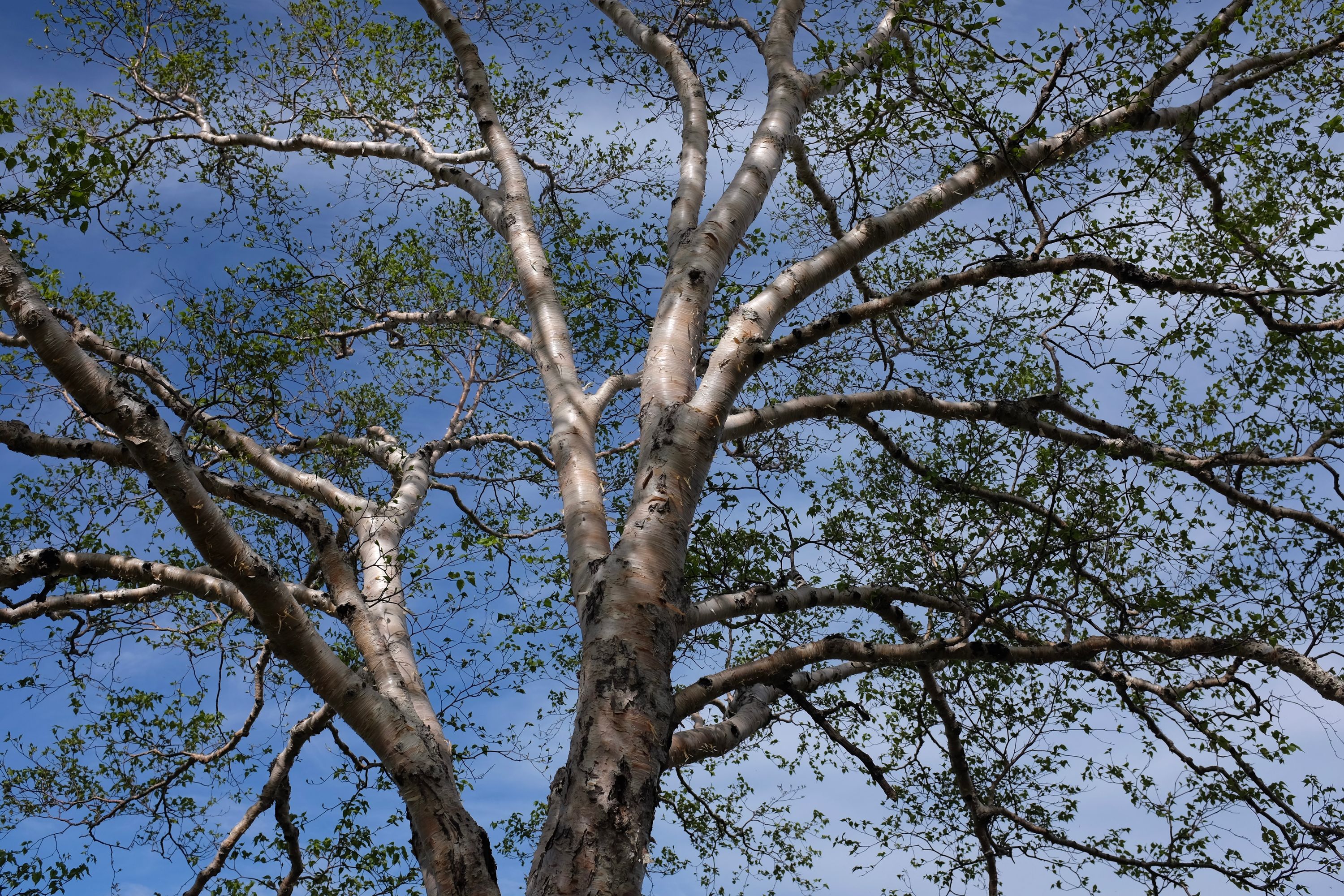 A vast Japanese birch tree against the blue sky.