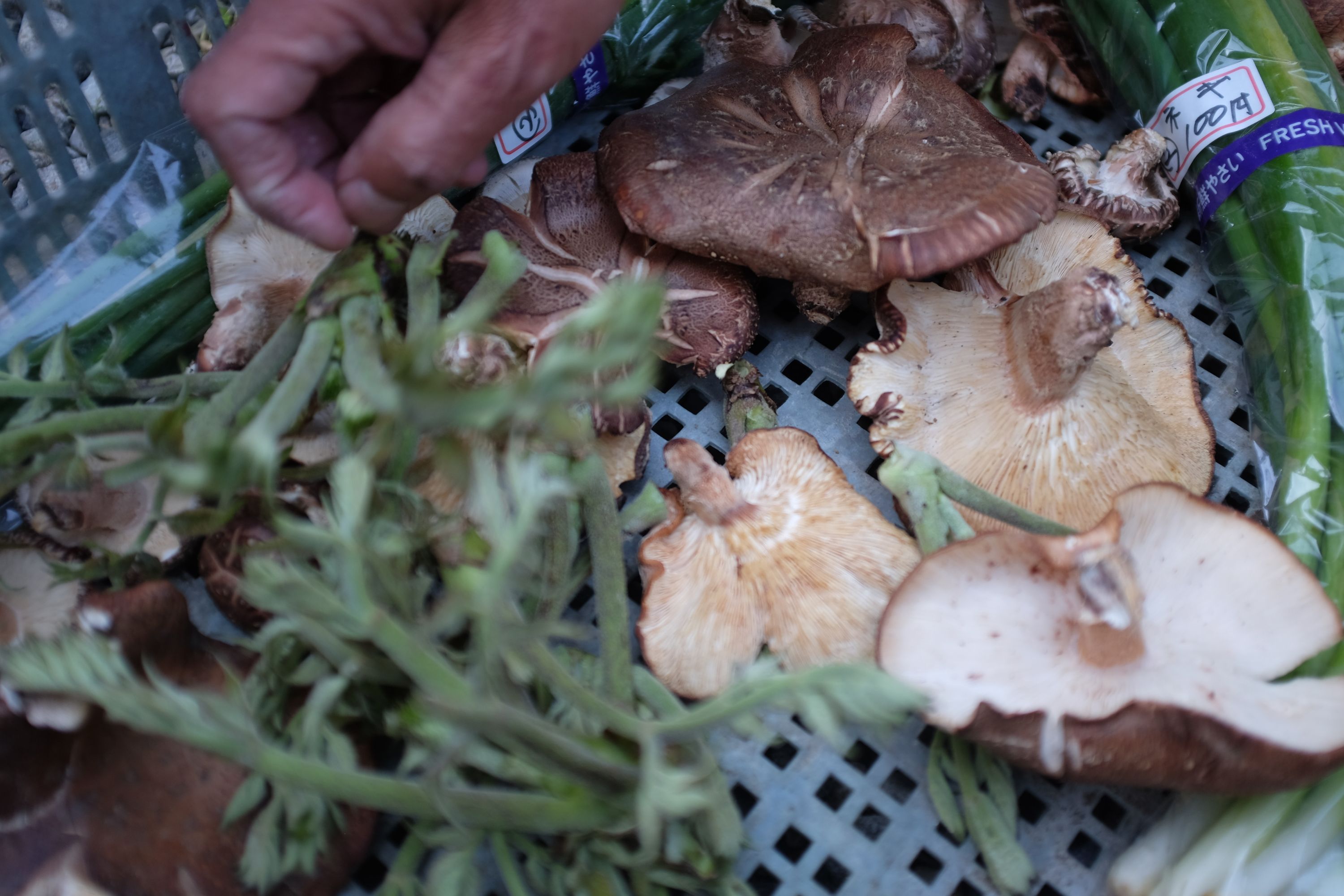 A basket of mountain herbs and wild shiitake mushrooms.
