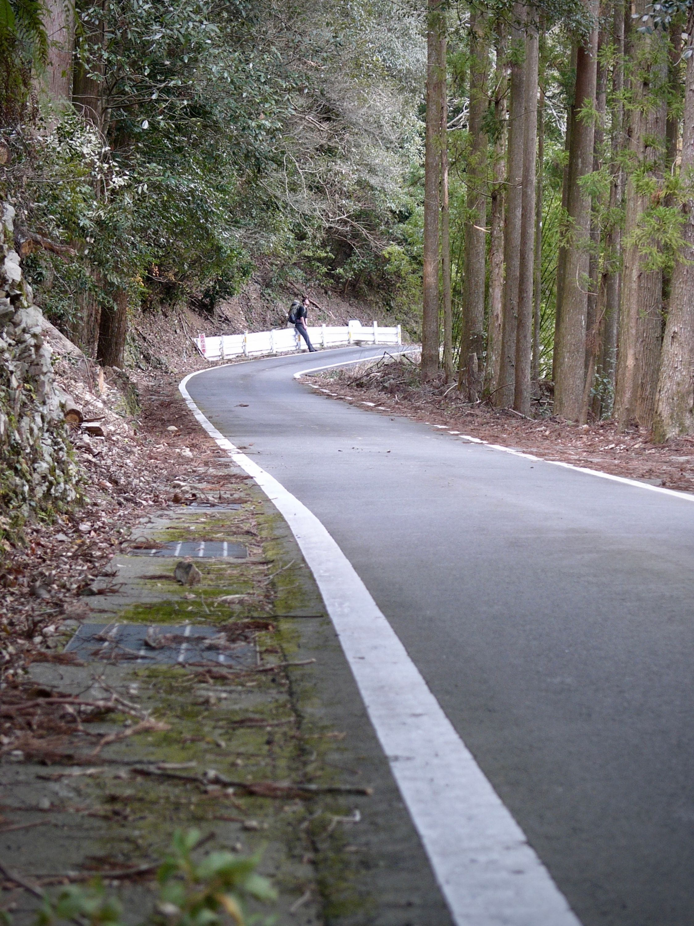 In the distance, a man wearing a rucksack, Gyula Simonyi, leans against a guardrail by a road in a cedar forest.