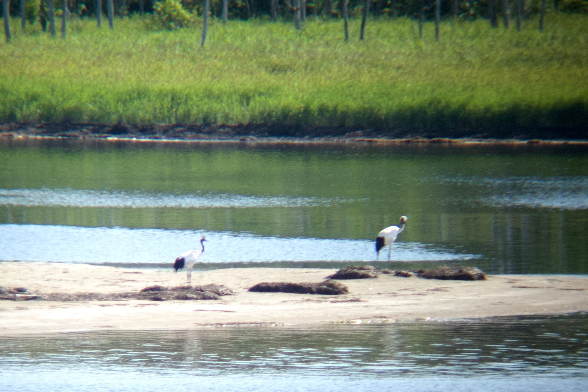Two red-crowned cranes stand on a sandbar.
