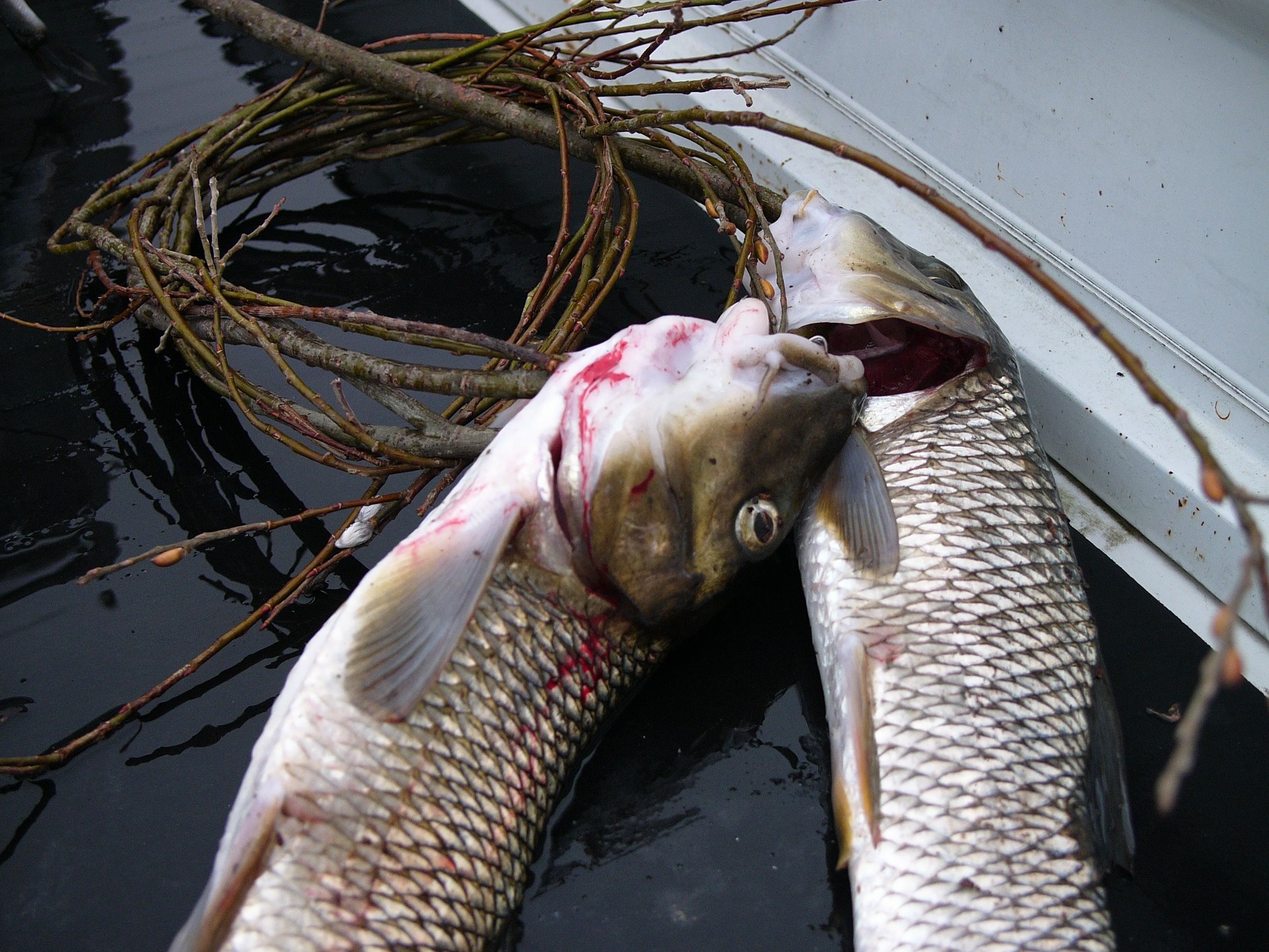 Two freshly caught wild carp in a truck bed.