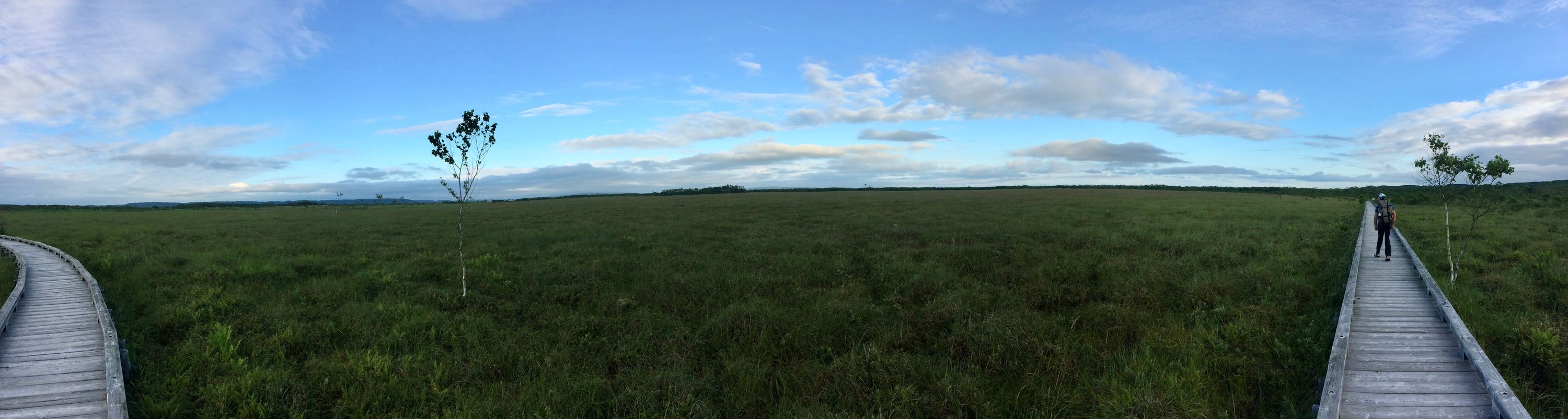 Panorama of a boardwalk stretching to the horizon across a very flat, green landscape, with Gabor walking on it in the distance.