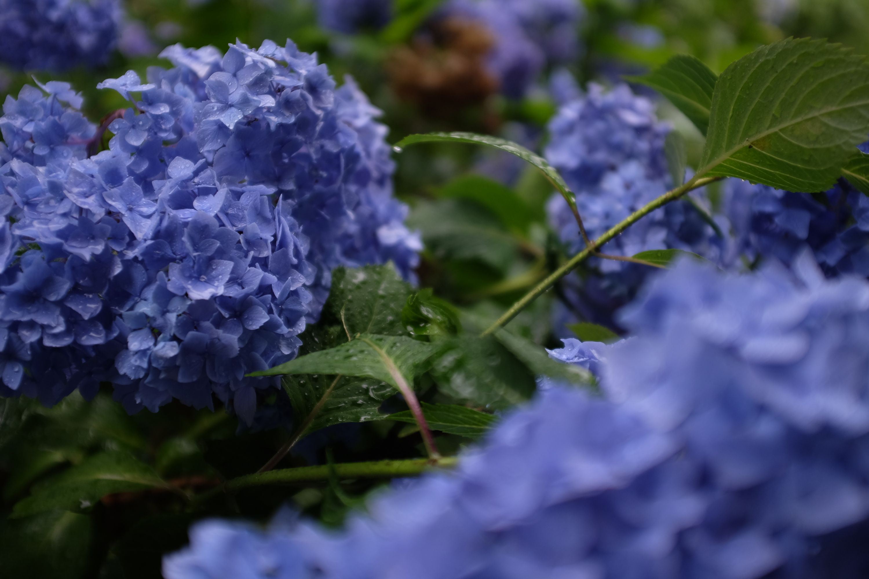 Blue hydrangeas in the rain.