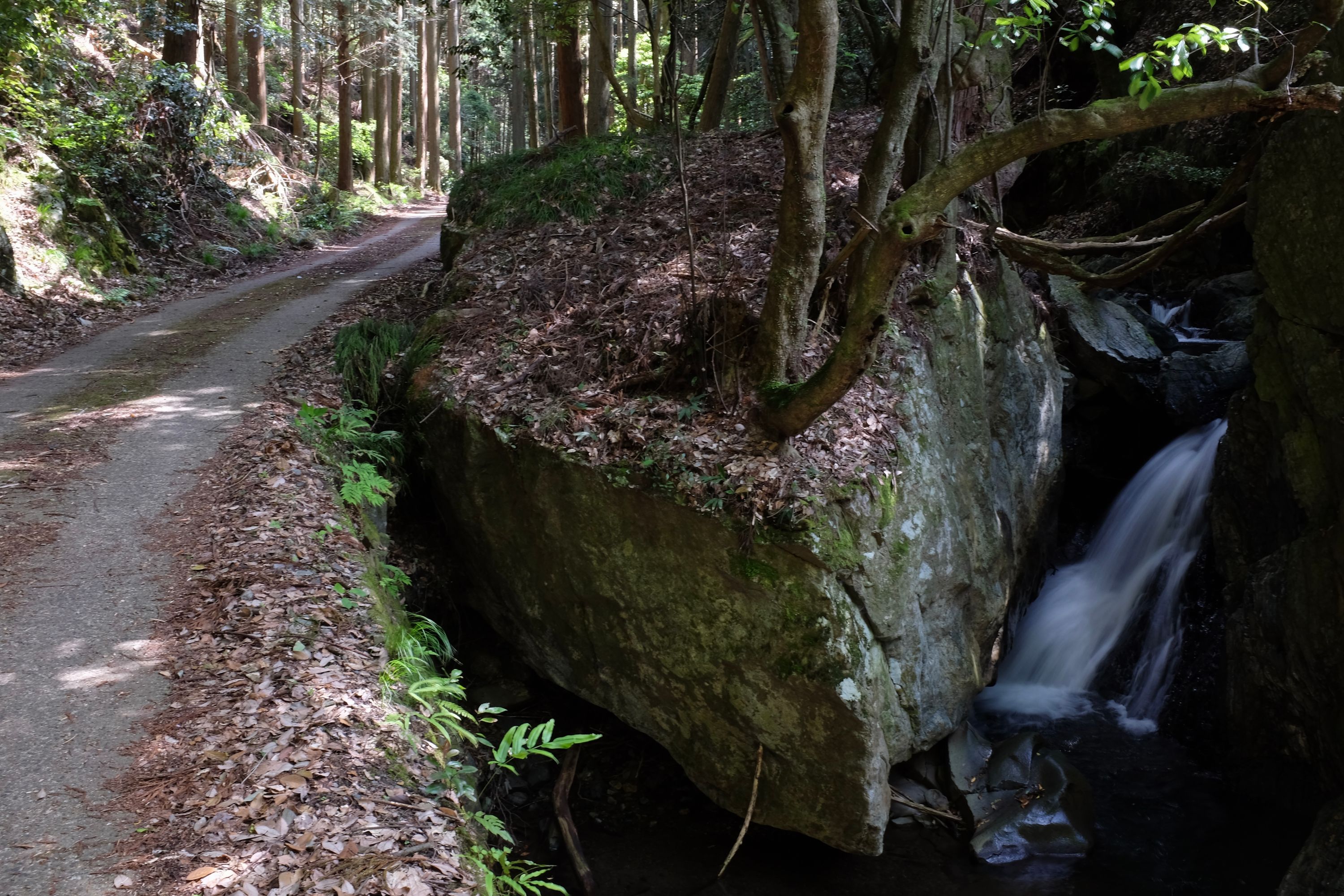 A forest road passes a small stream on a sunny day.