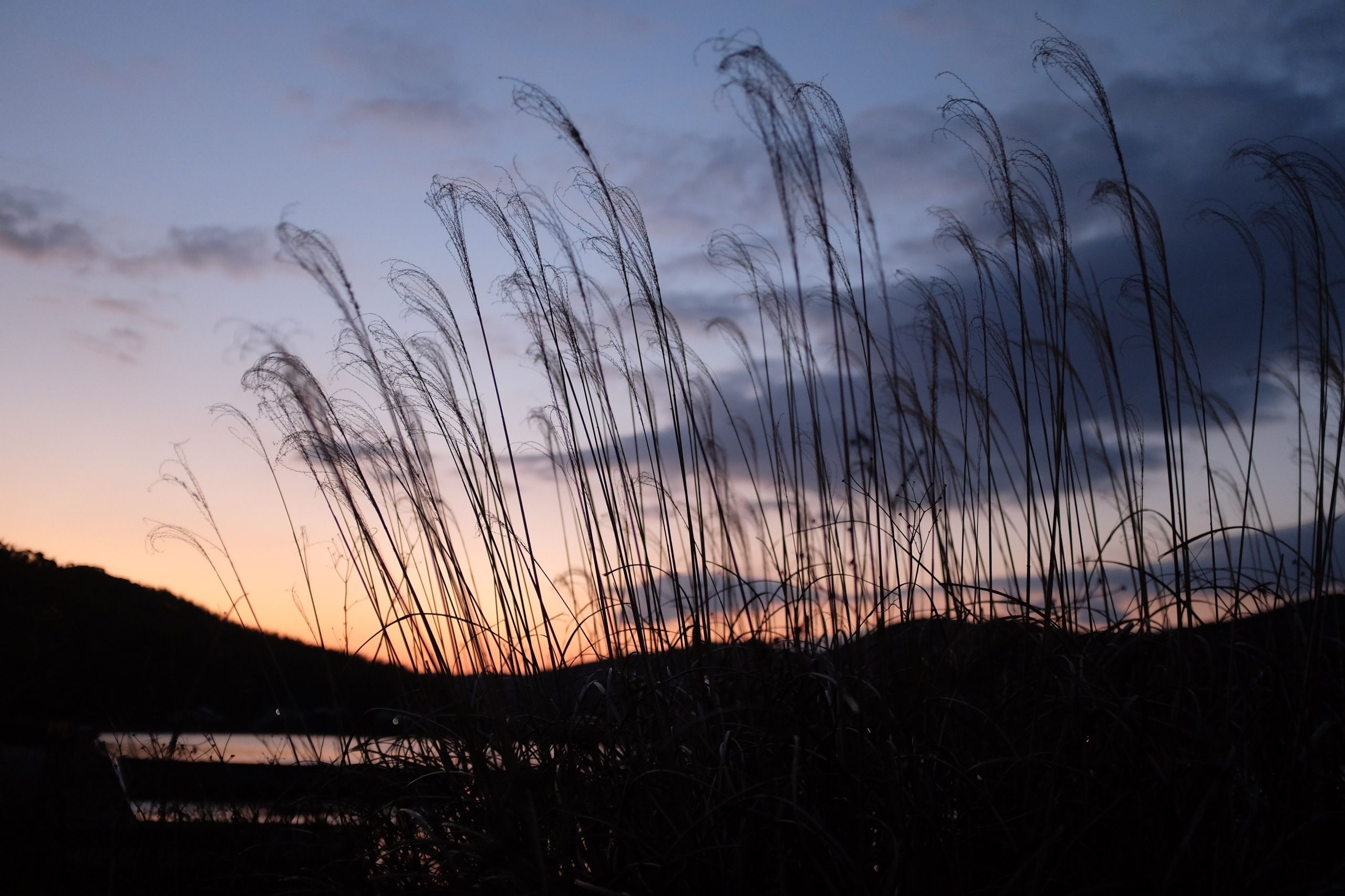 A patch of silvergrass against a purple-orange sky.