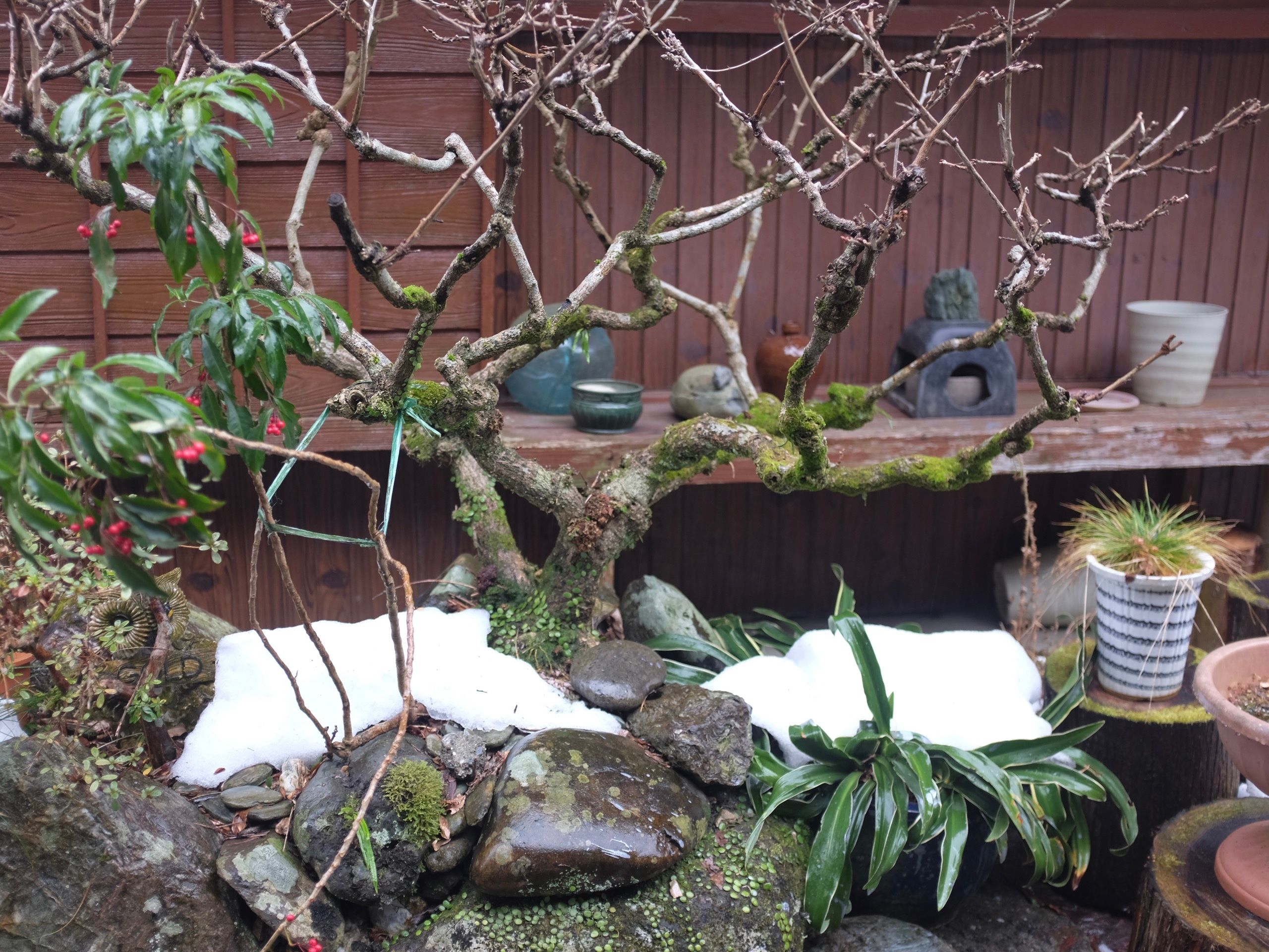 A small tree in a garden with patches of snow under it.