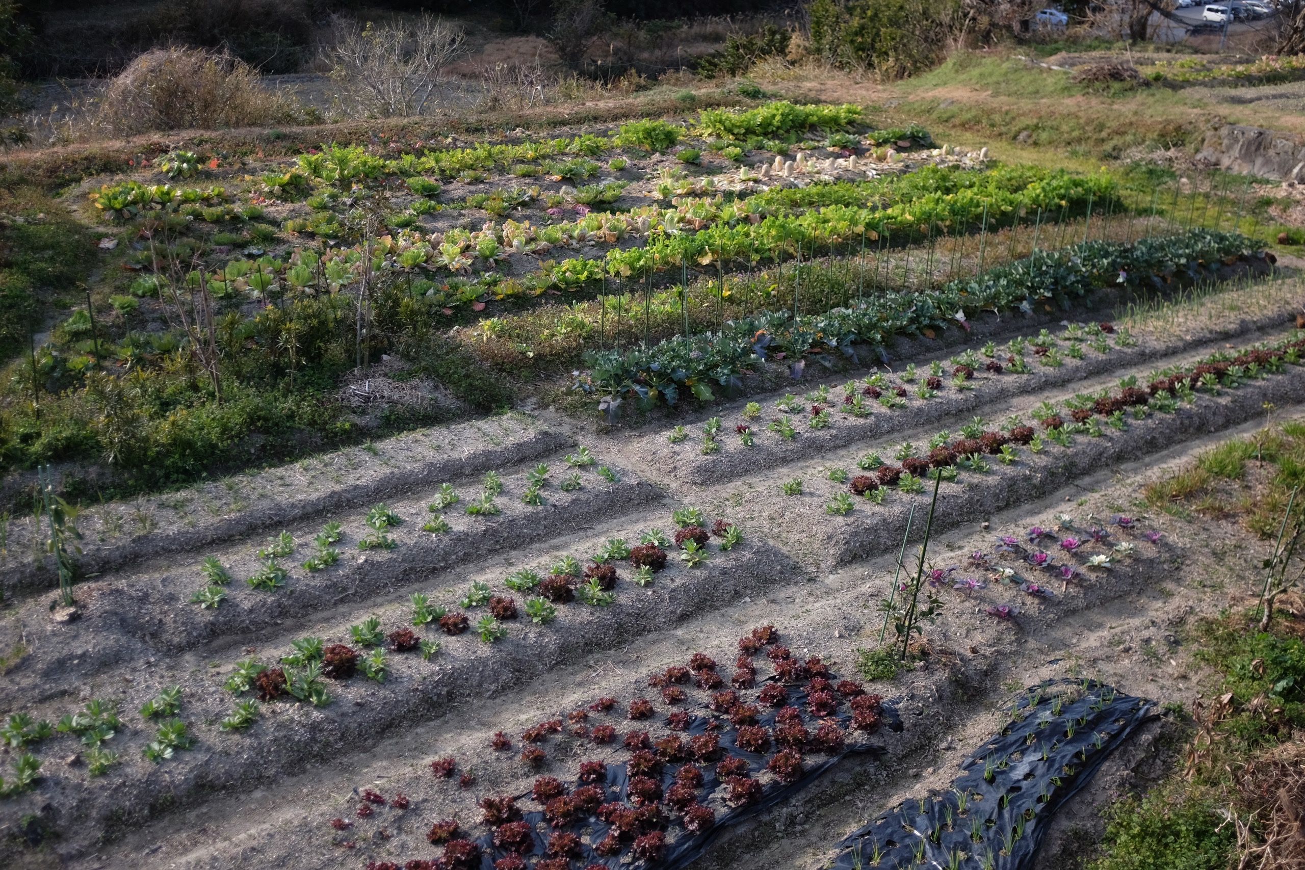 Very organized rows of vegetables in a garden.