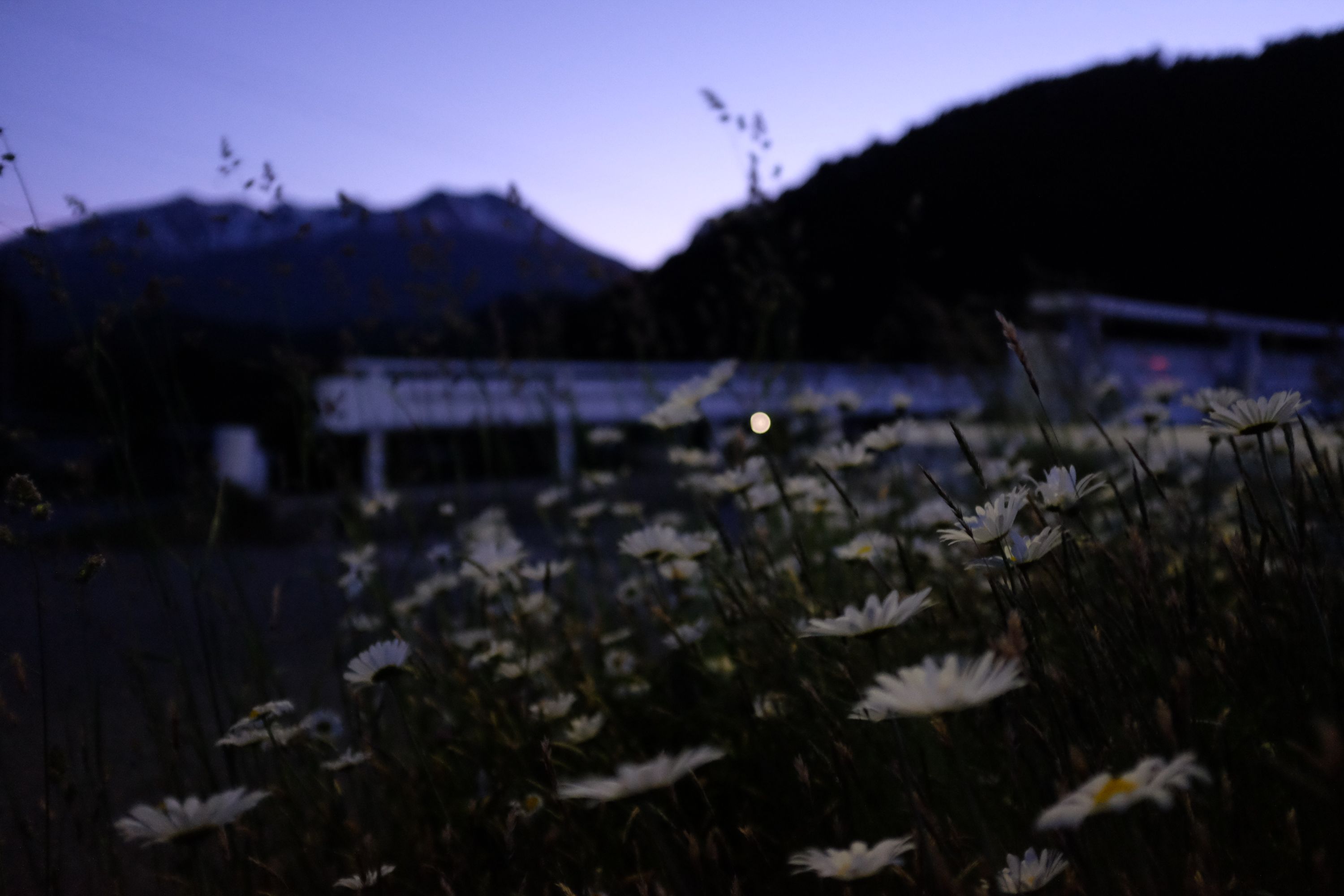 Closeup of daisies in the dusk with mountains on the horizon.