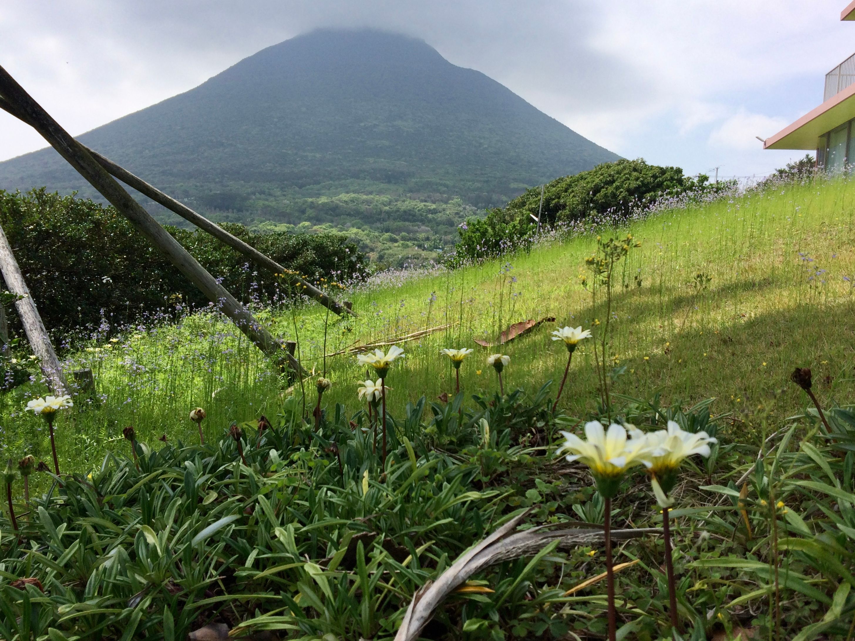 The wooded slopes of Mount Kaimon as seen from a distance.