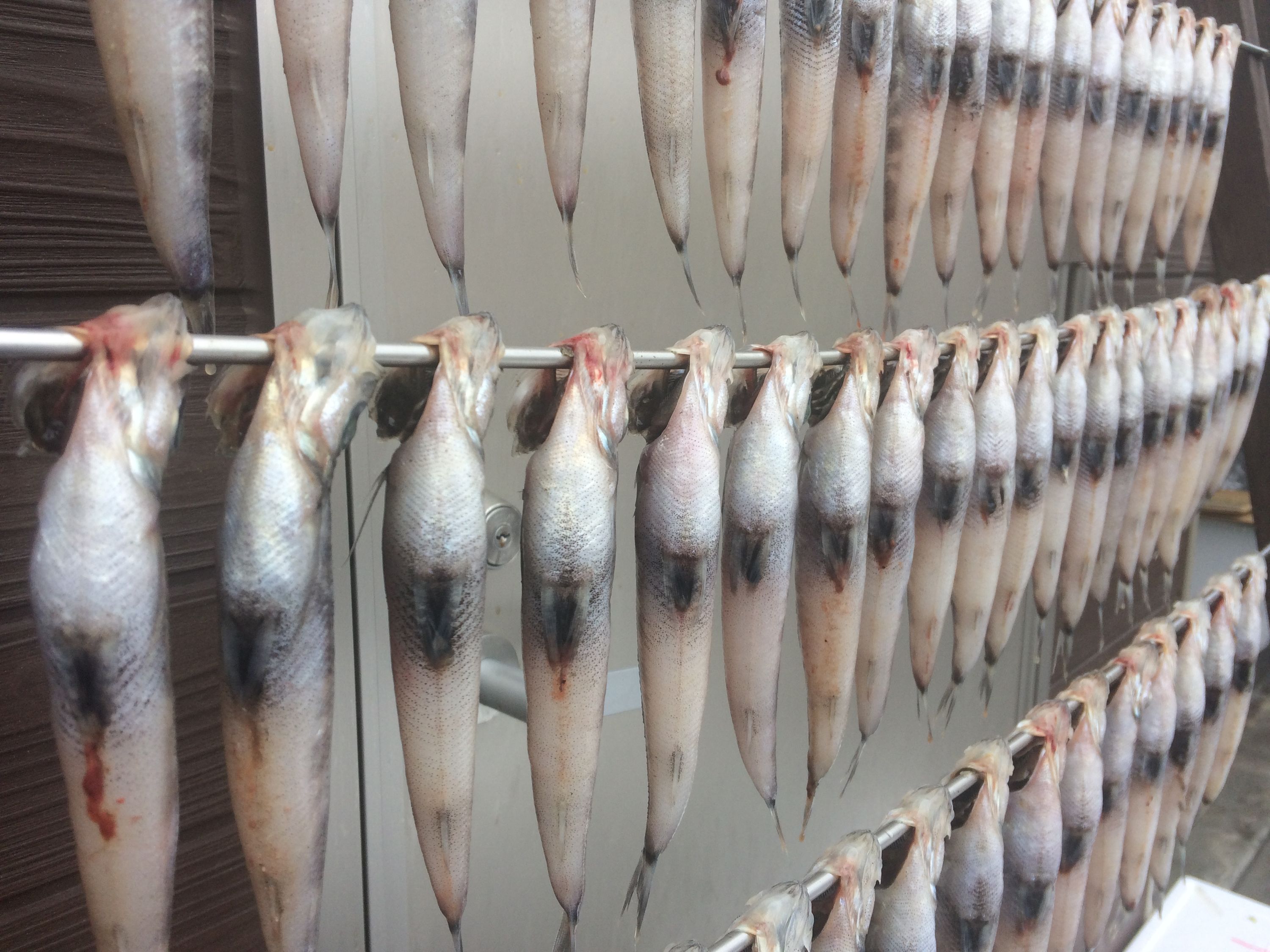 A line of fish drying on a rack across a door.