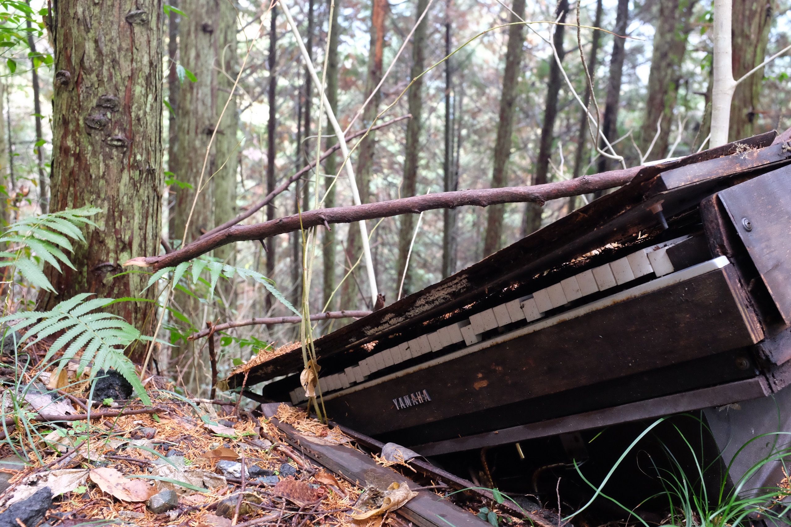 An abandoned Yamaha piano on a forest floor.