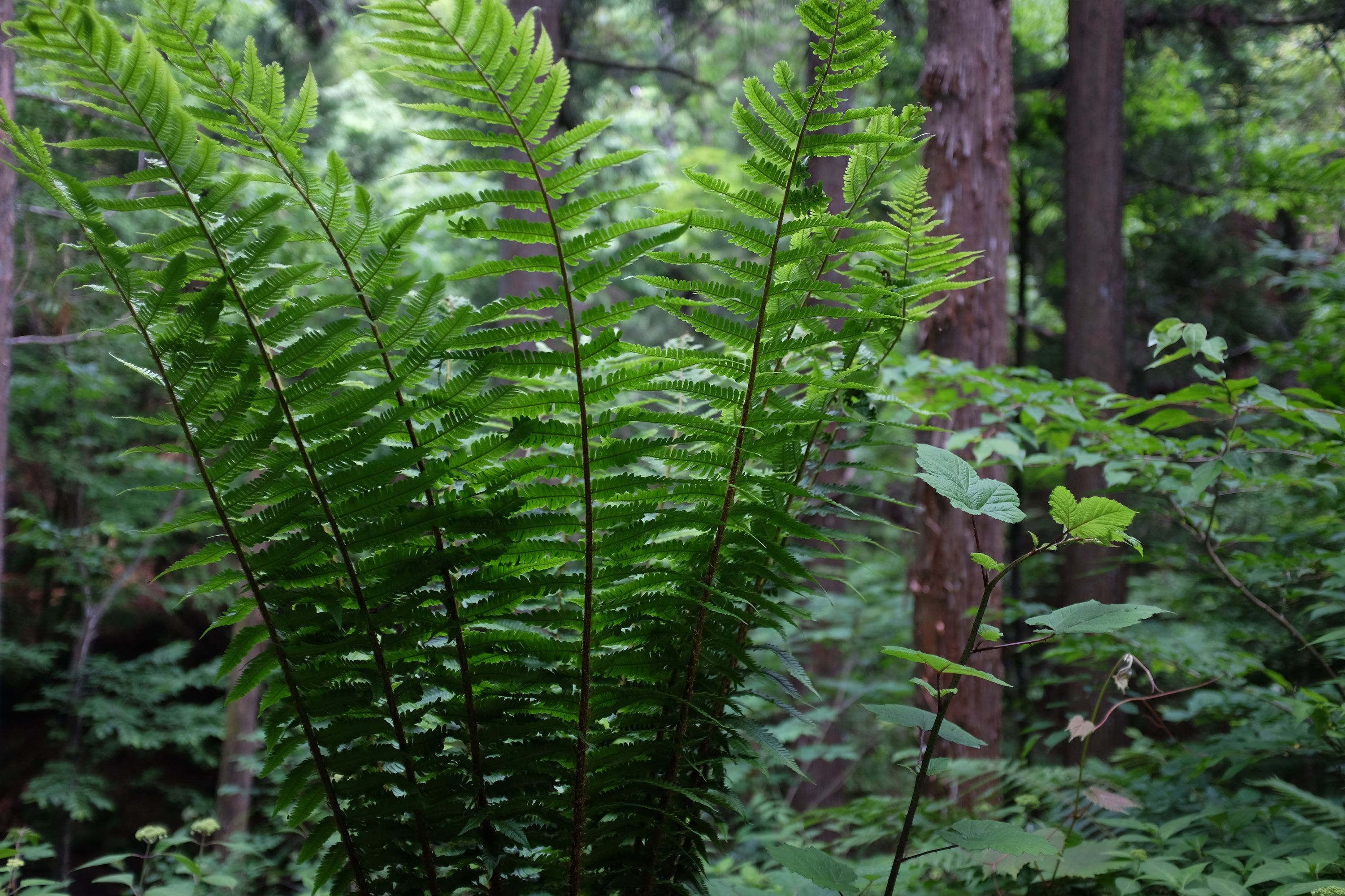 Bracken in the thick undergrowth of a forest.