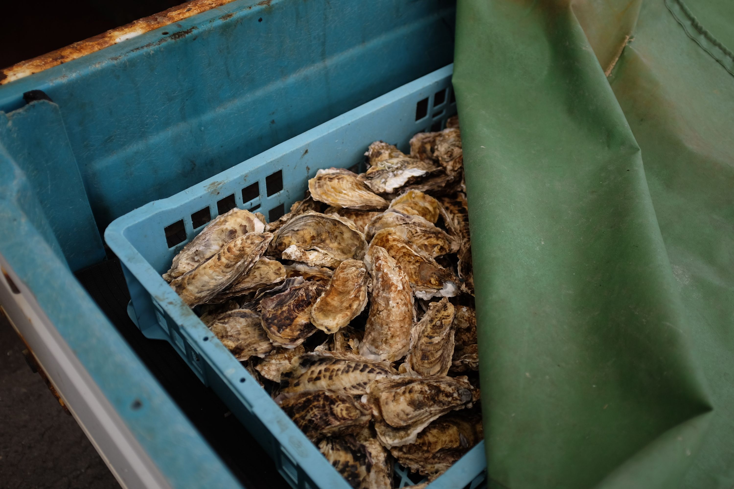 A plastic crate of oysters half-concealed by a green tarp.