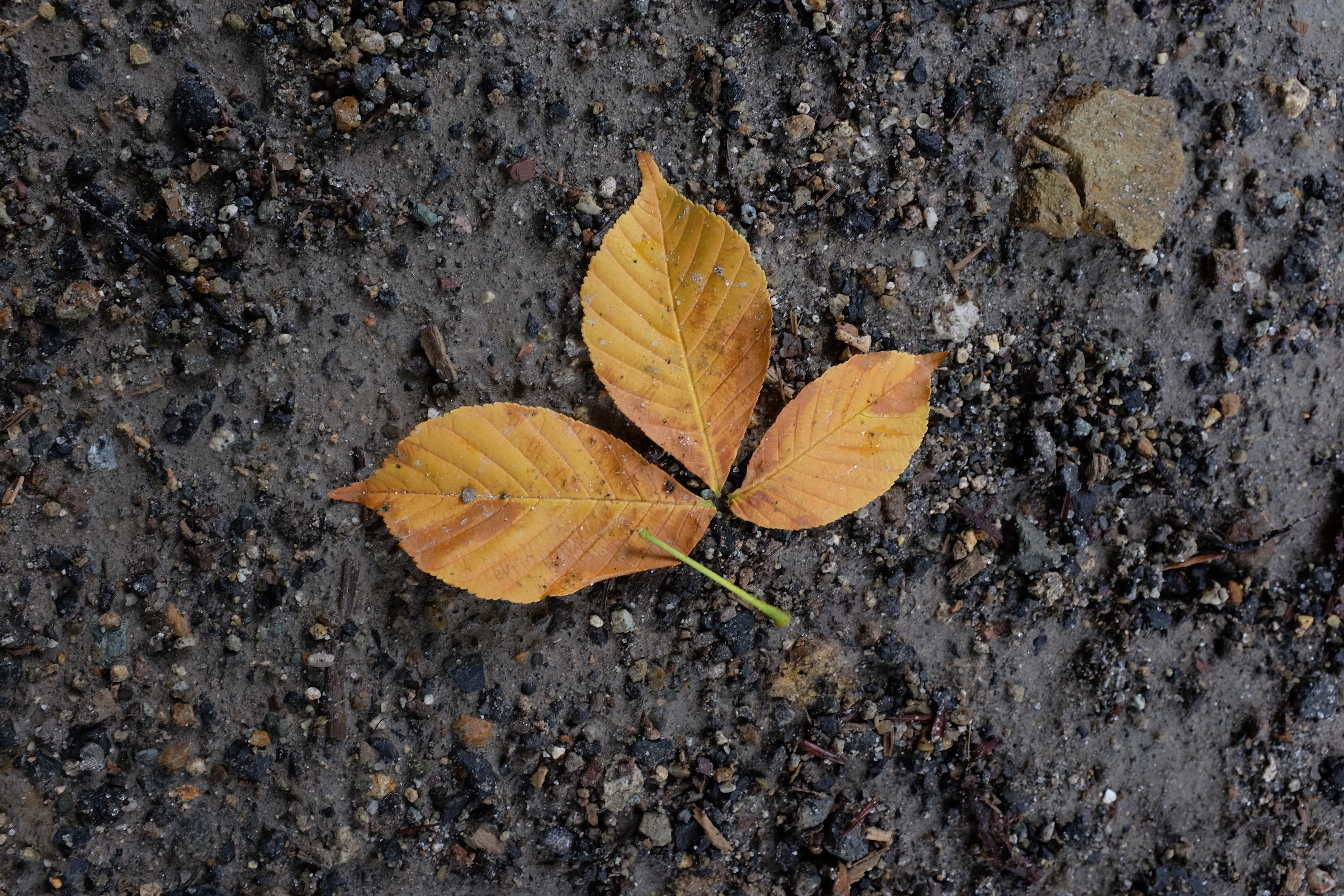 Yellow leaves left over from autumn lie on the ground.