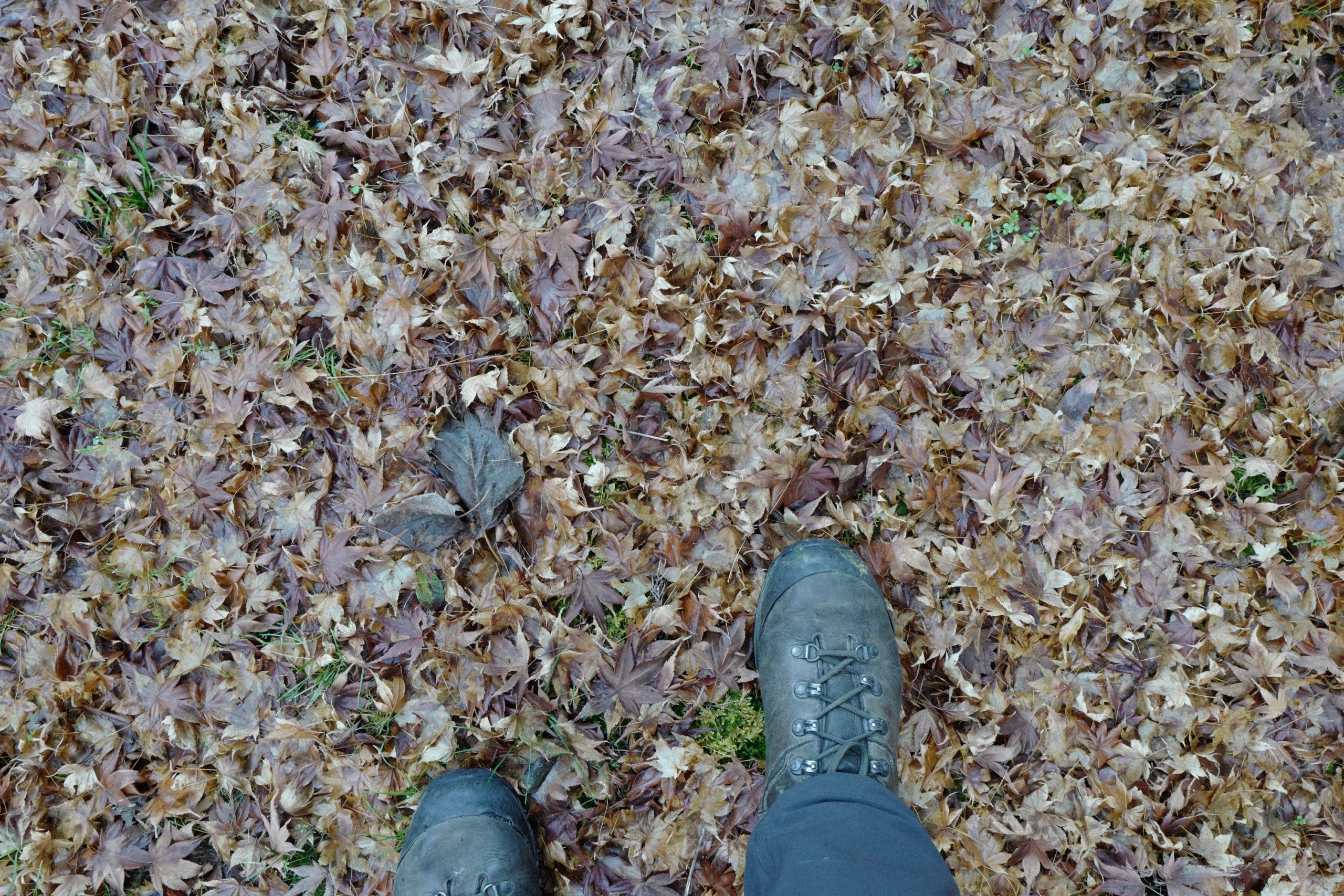 Looking down on a pair of leather hiking boots standing on a carpet of leaves left from autumn.